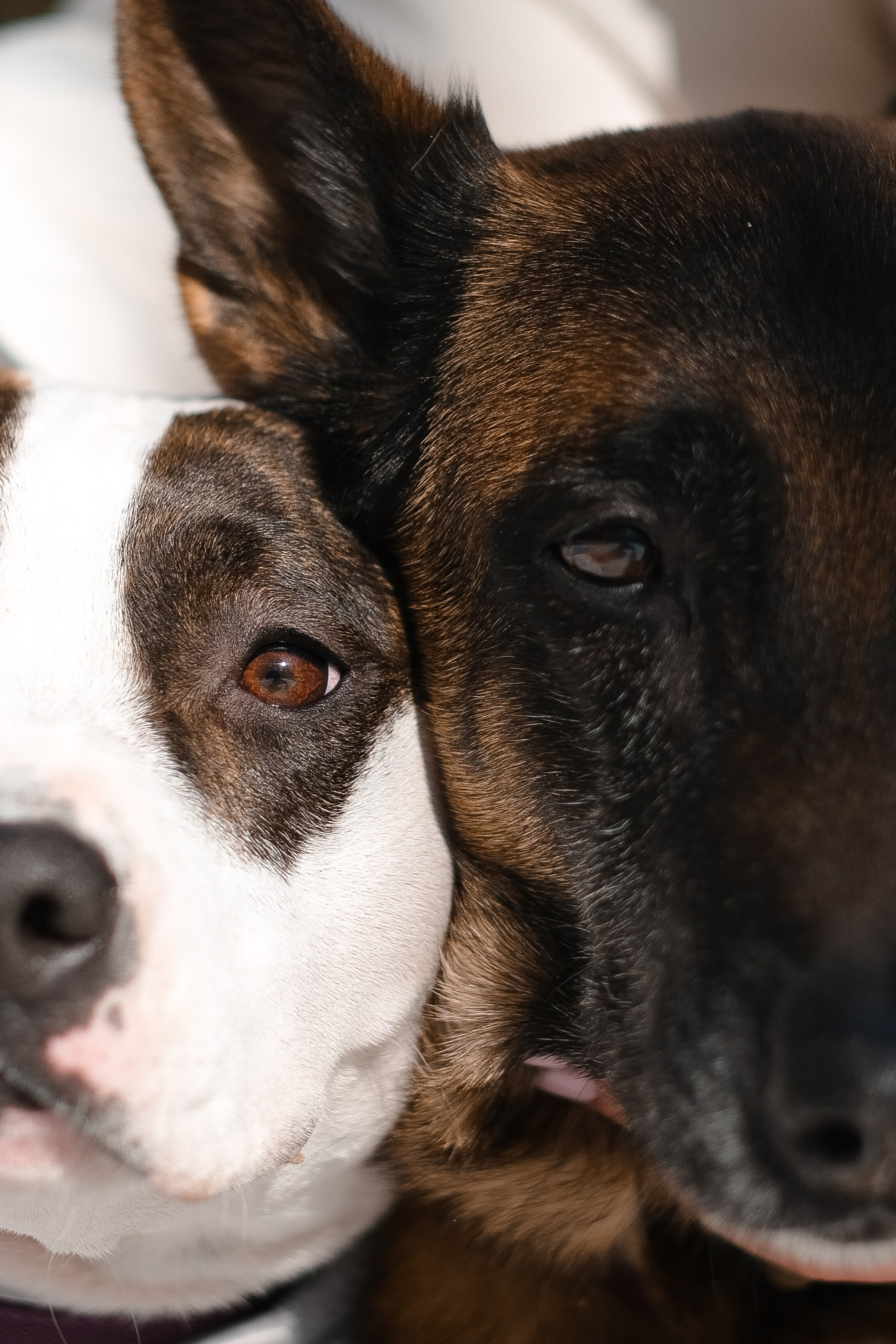 Женя, Афра и Молли. Фотограф и видеограф анималист Аганина Дарья