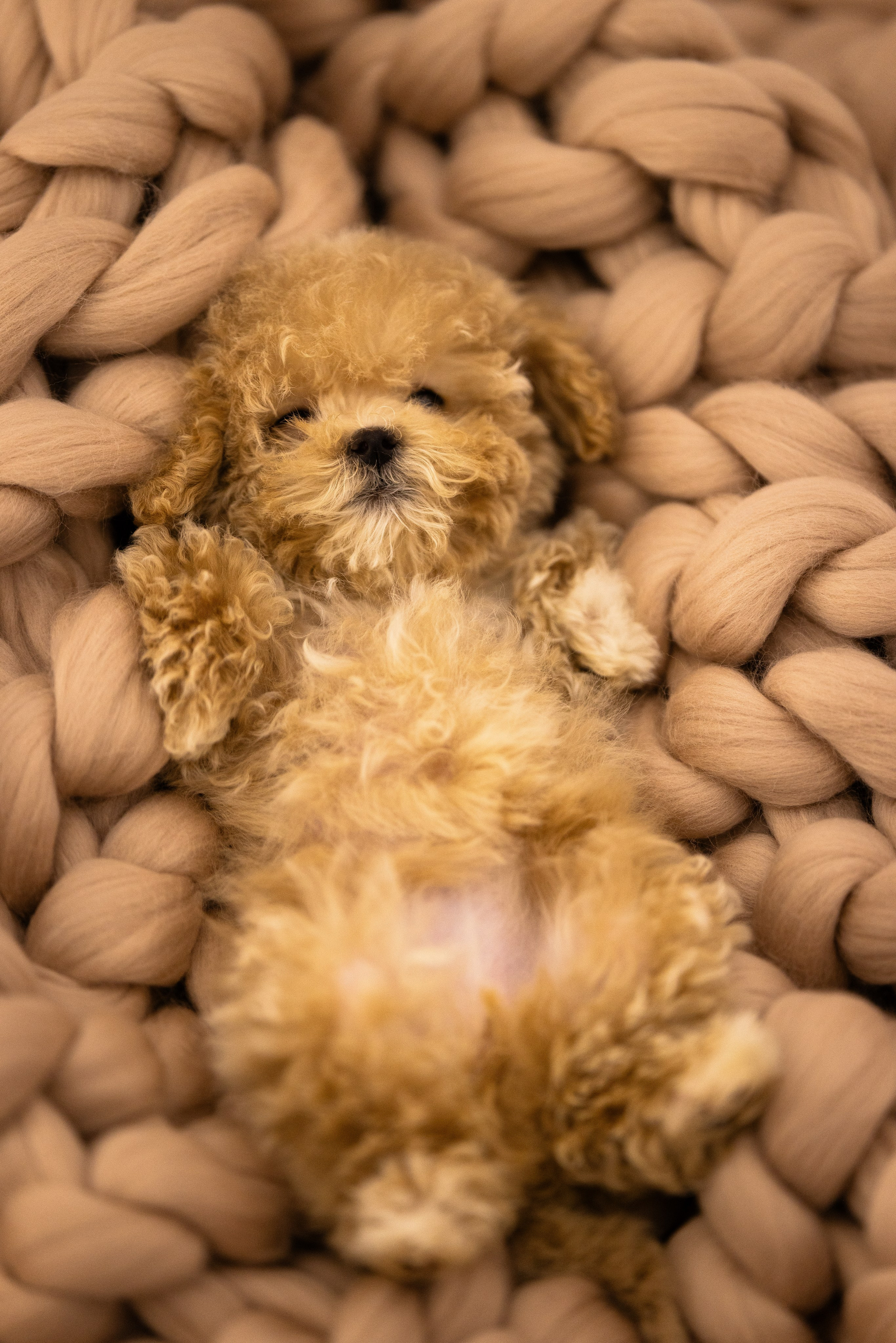 Мальтипу. Фотограф и видеограф анималист Аганина Дарья