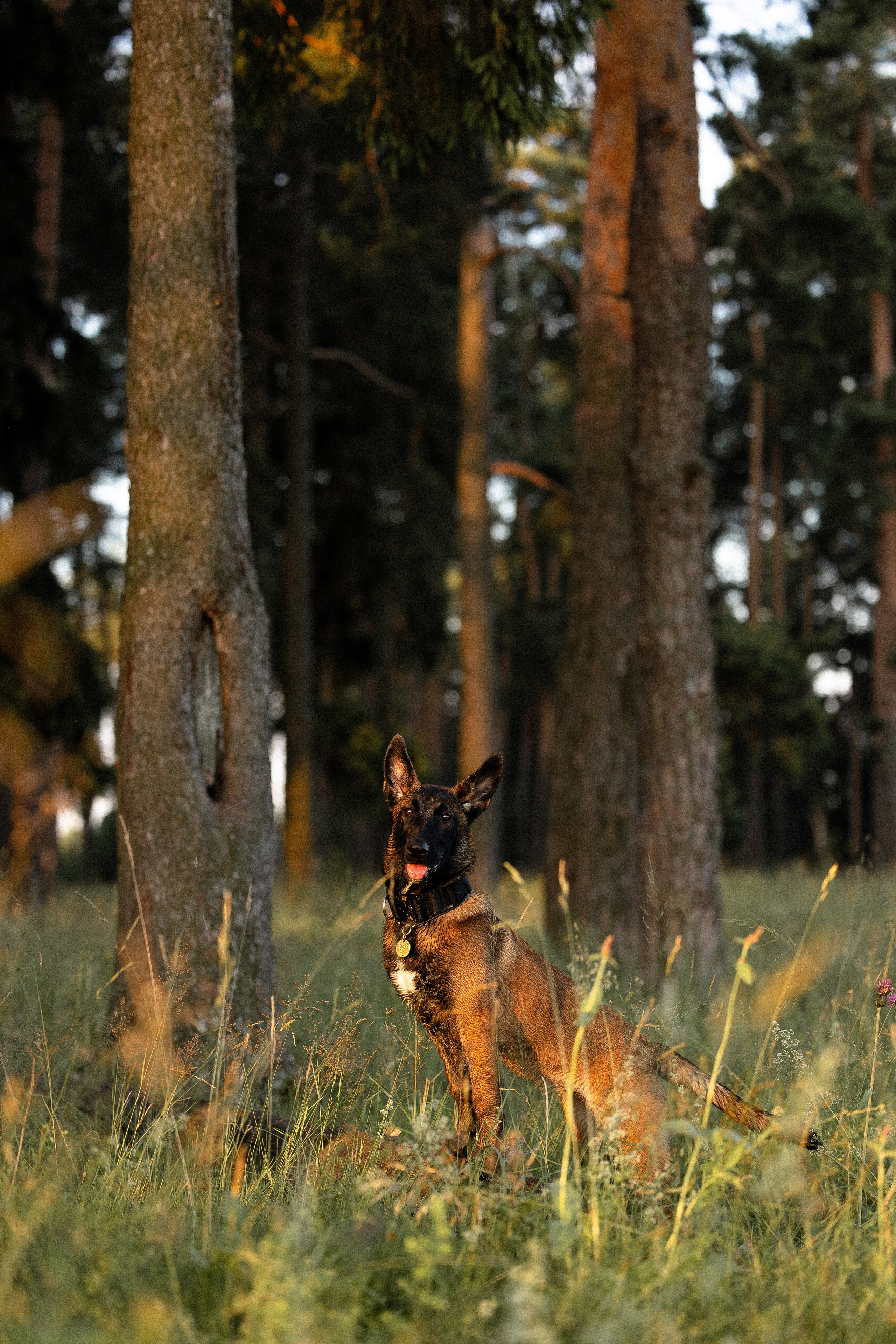 Галина и Лоя. Фотограф и видеограф анималист Аганина Дарья
