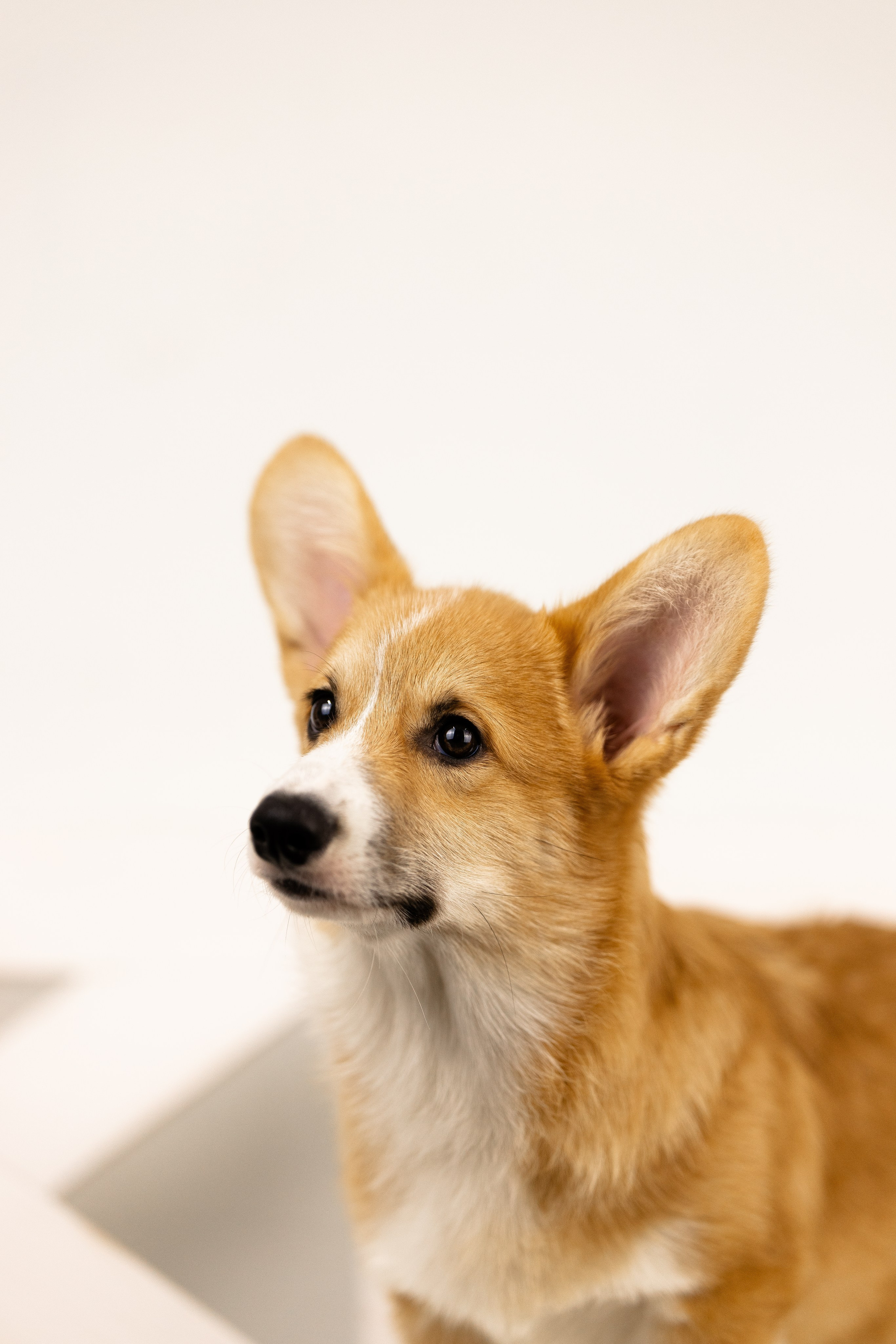 Корги. Фотограф и видеограф анималист Аганина Дарья