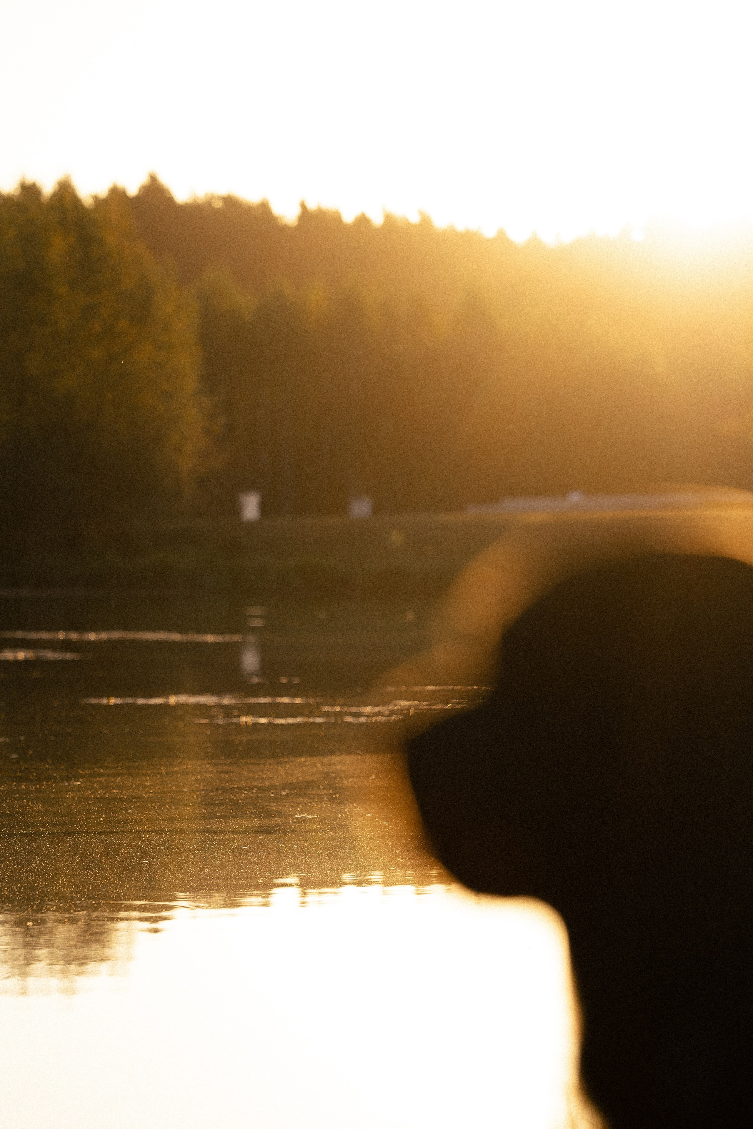 Катя, Леша, Лея и Трой. Фотограф и видеограф анималист Аганина Дарья