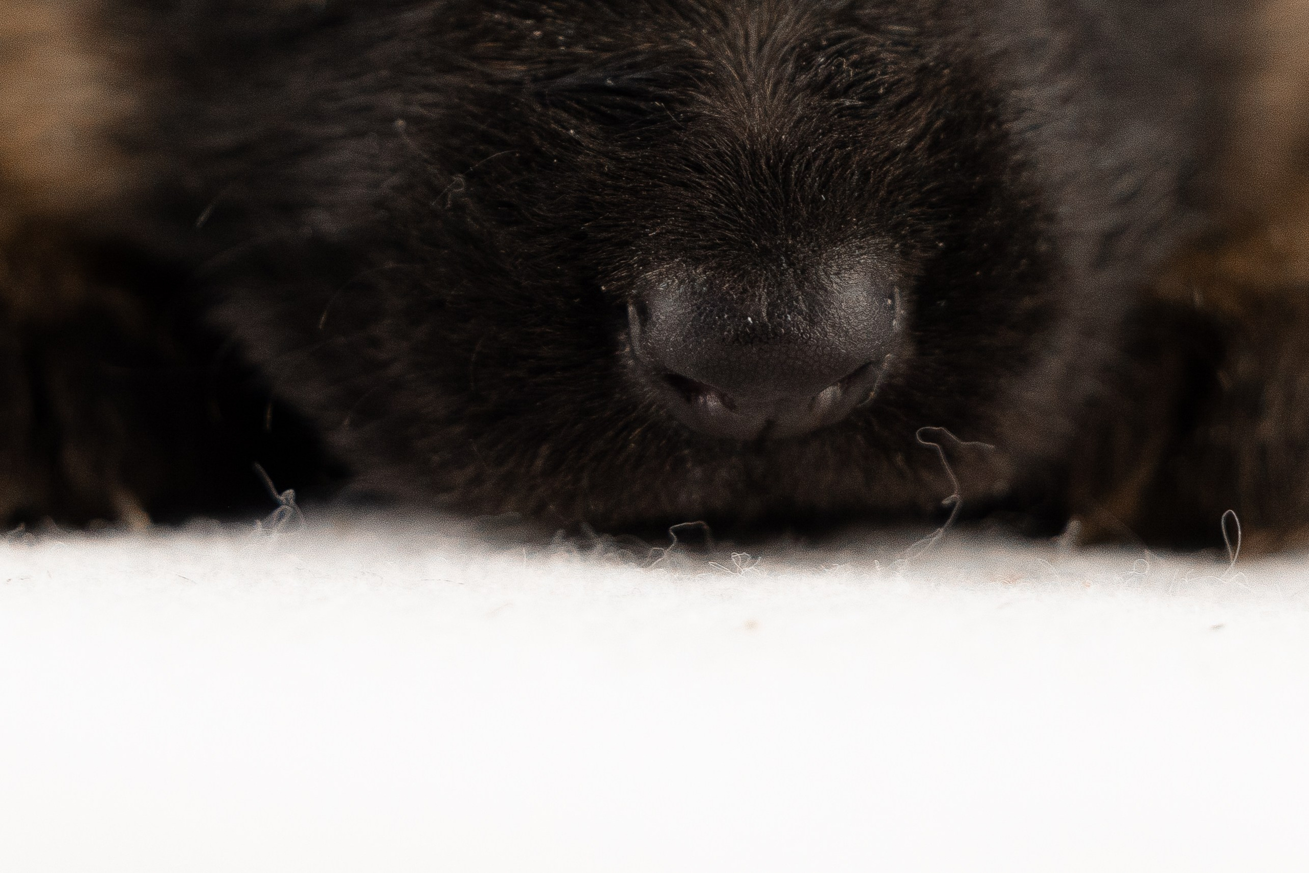 Немецкая овчарка. Фотограф и видеограф анималист Аганина Дарья