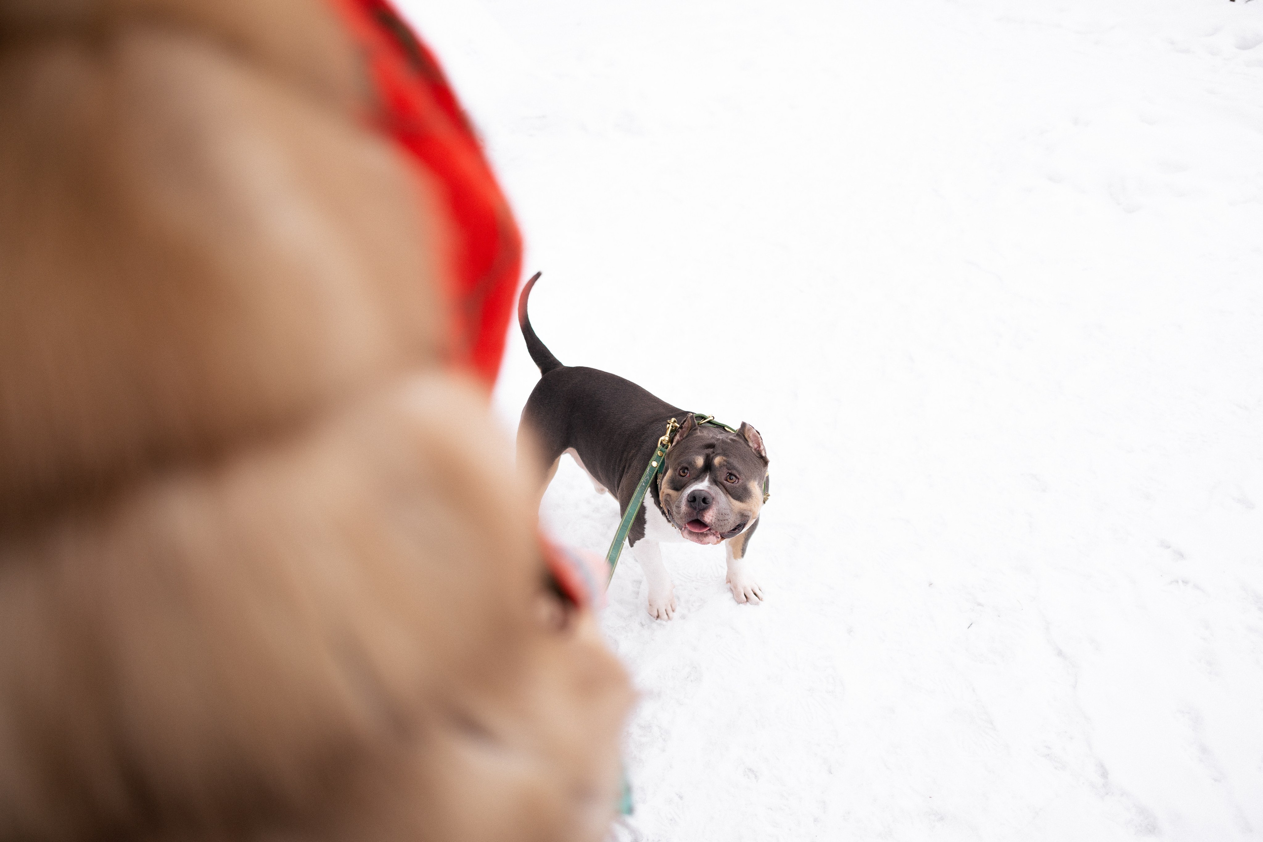 Лера и Наган. Фотограф и видеограф анималист Аганина Дарья