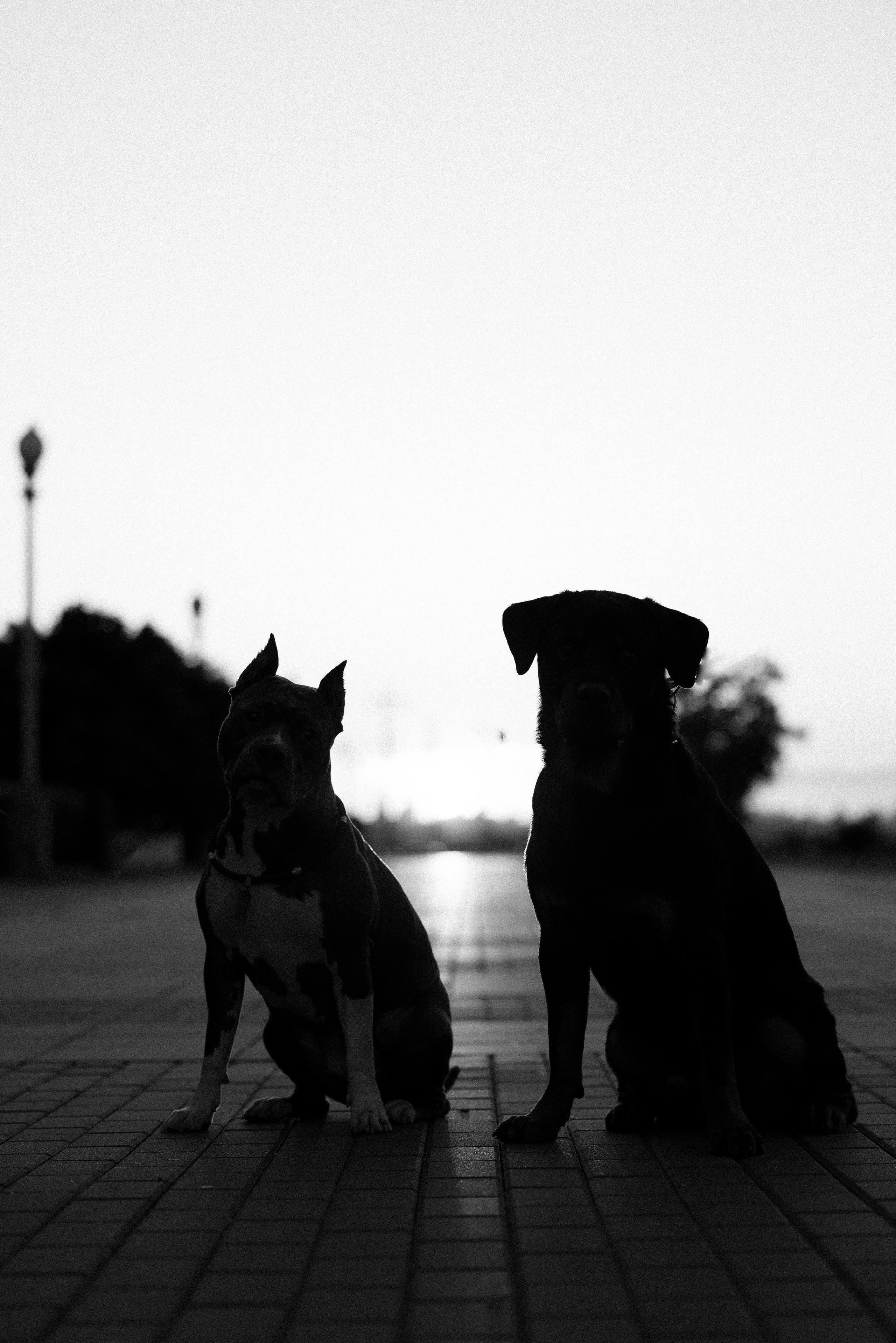 Катя, Леша, Лея и Трой. Фотограф и видеограф анималист Аганина Дарья