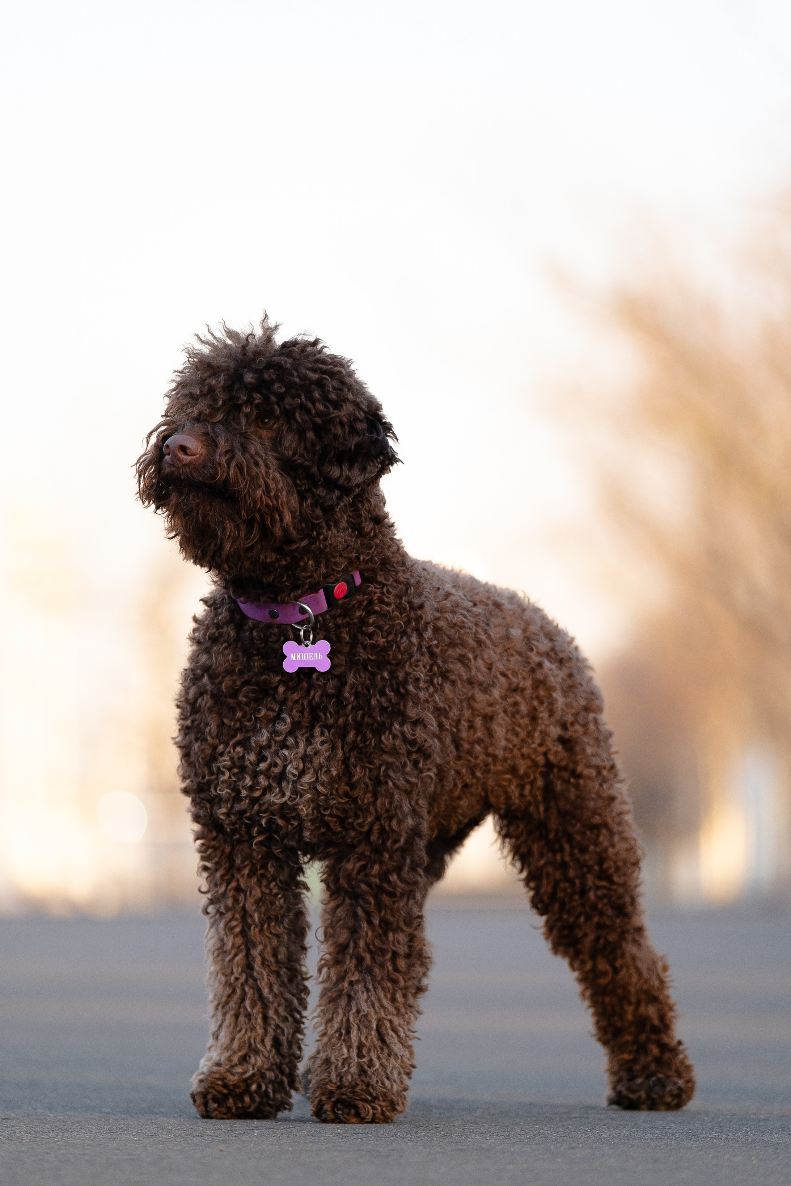 Тьеринна и Миша. Фотограф и видеограф анималист Аганина Дарья