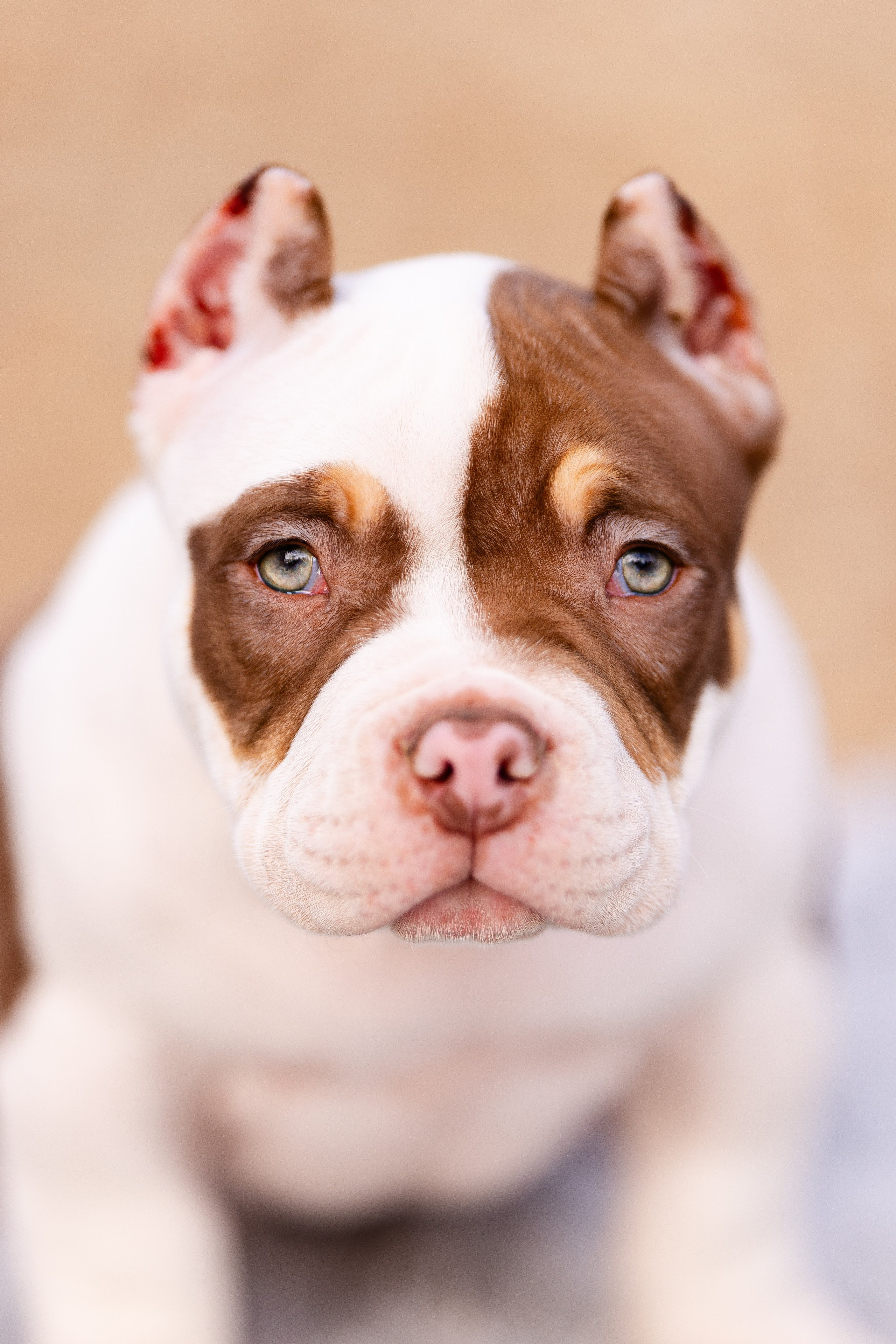 Булли. Фотограф и видеограф анималист Аганина Дарья