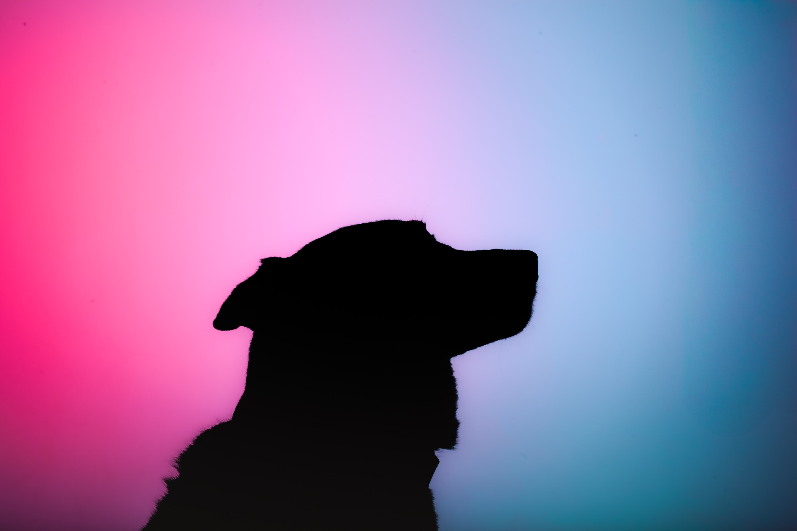 Студийная фотосессия с цветным светом. Фотограф-анималист Татьяна Степанова