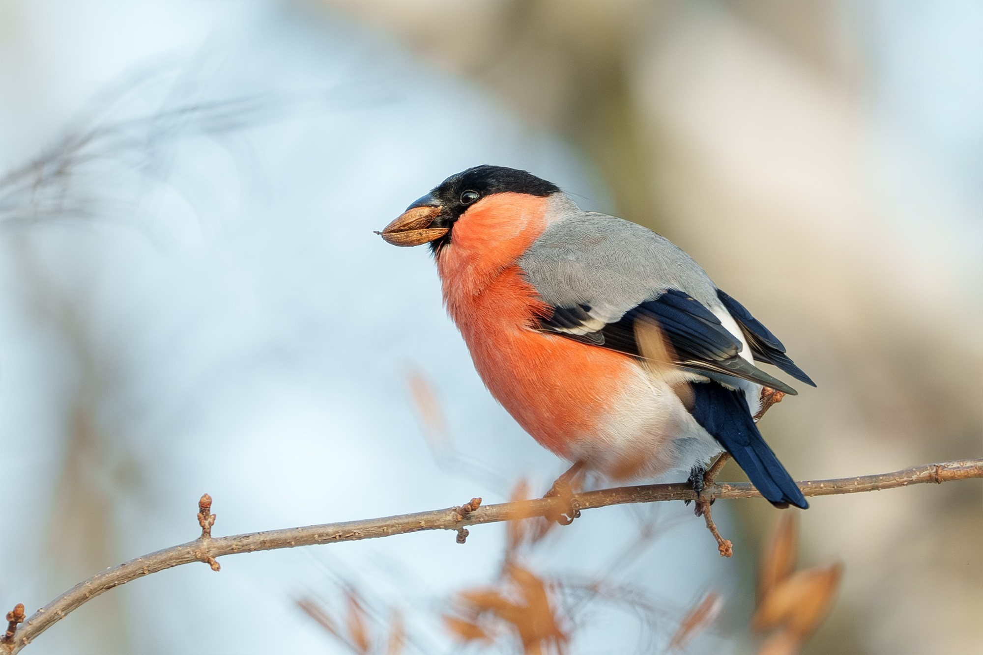 Удивительные мир птиц. Вокруг нас столько прекрасного — присмотритесь!. Ваш личный фотограф Марина Волкова