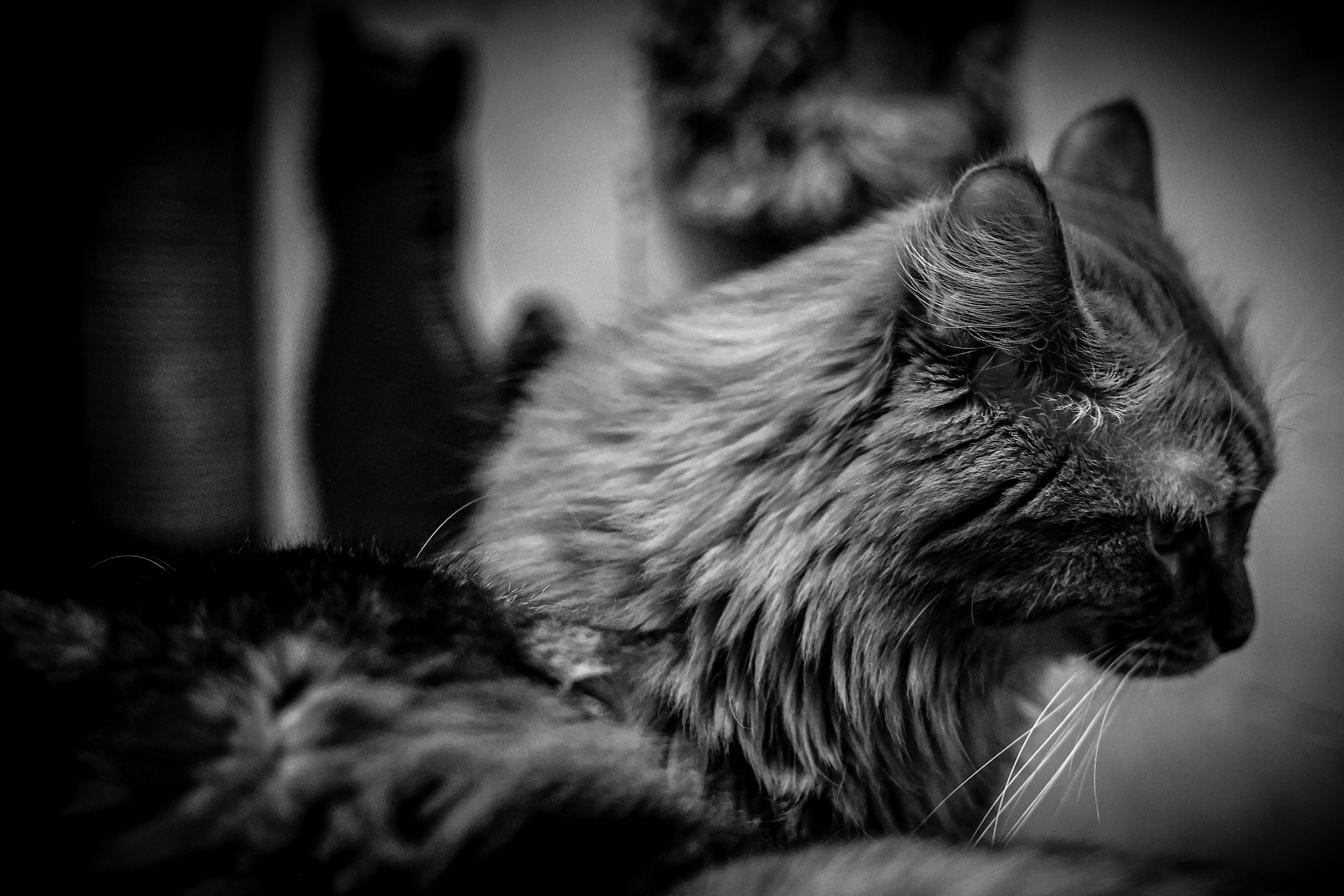 МУР КОША. Ekaterina Ageeva