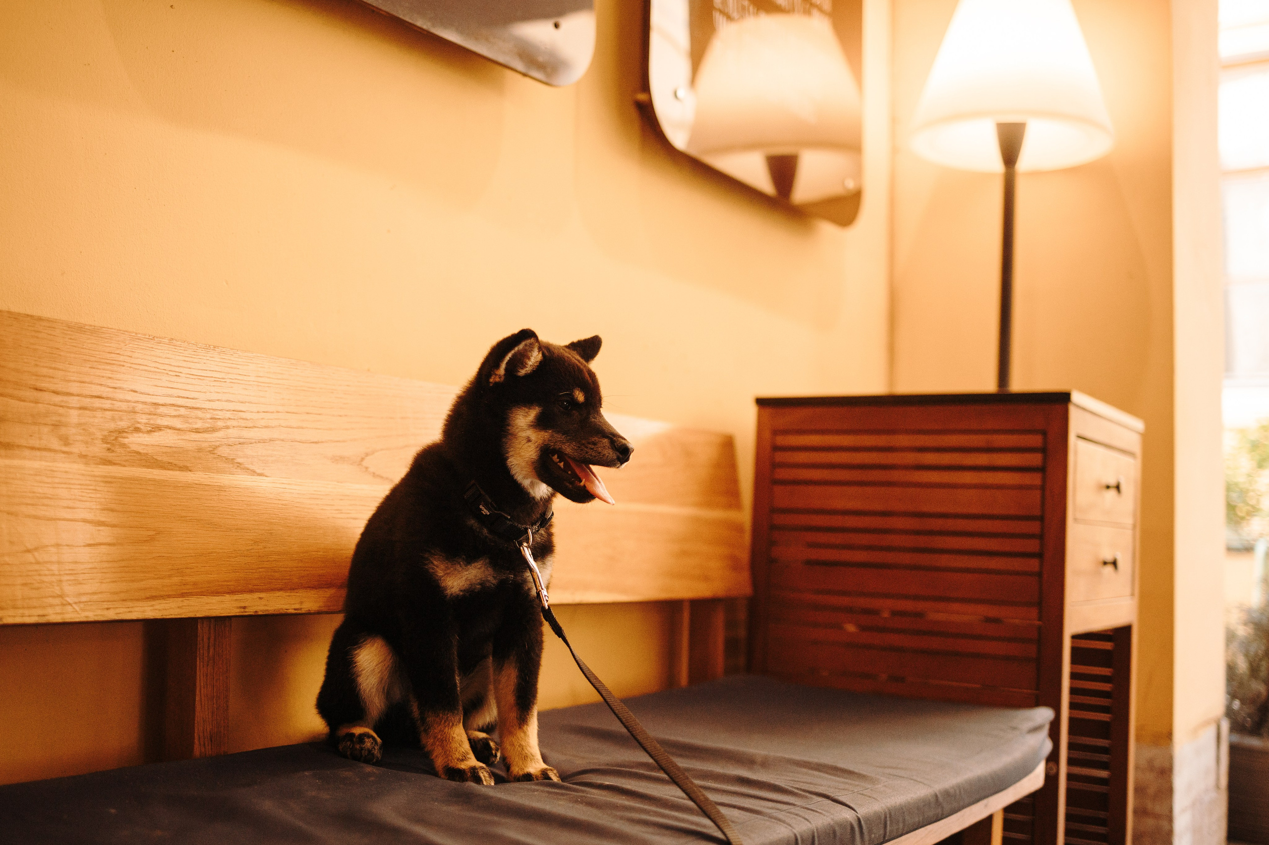 Даша и ее девочки. Фотограф — Анималист | Санкт-Петербург