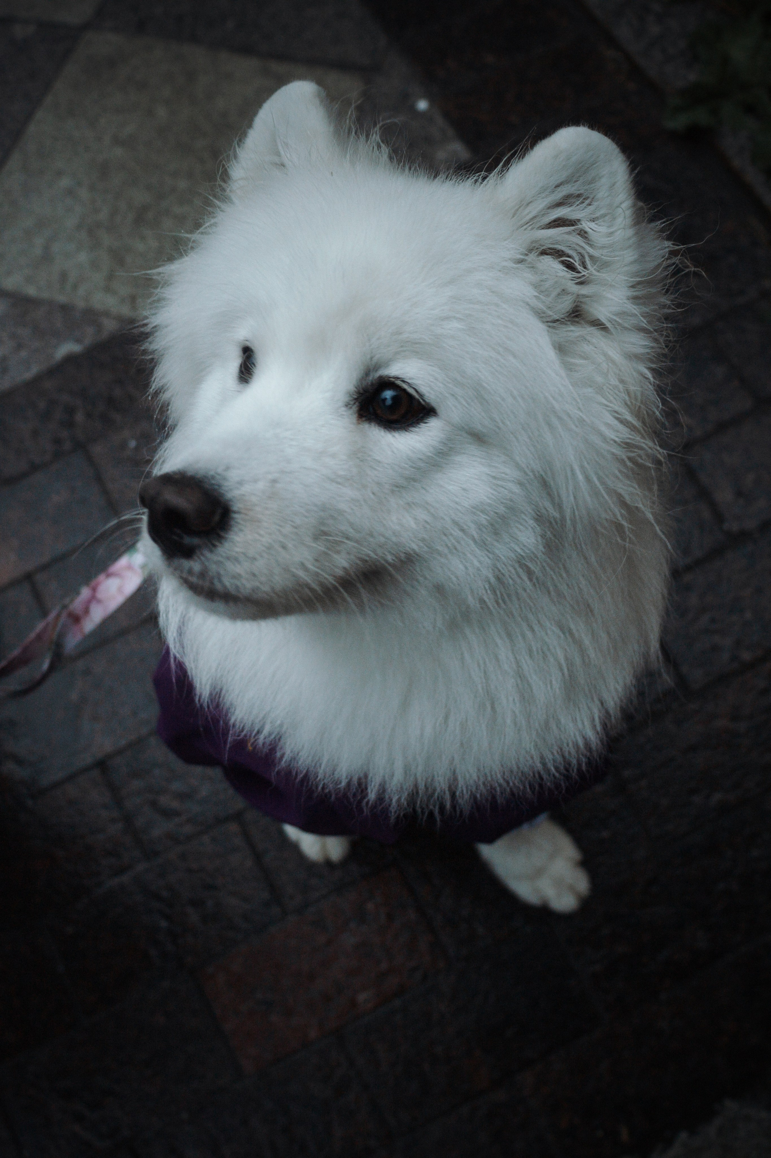 Домашняя фотосессия девушки с собакой и пара фото в дождливый день. Фотограф-анималист в Москве Екатерина Тихонова