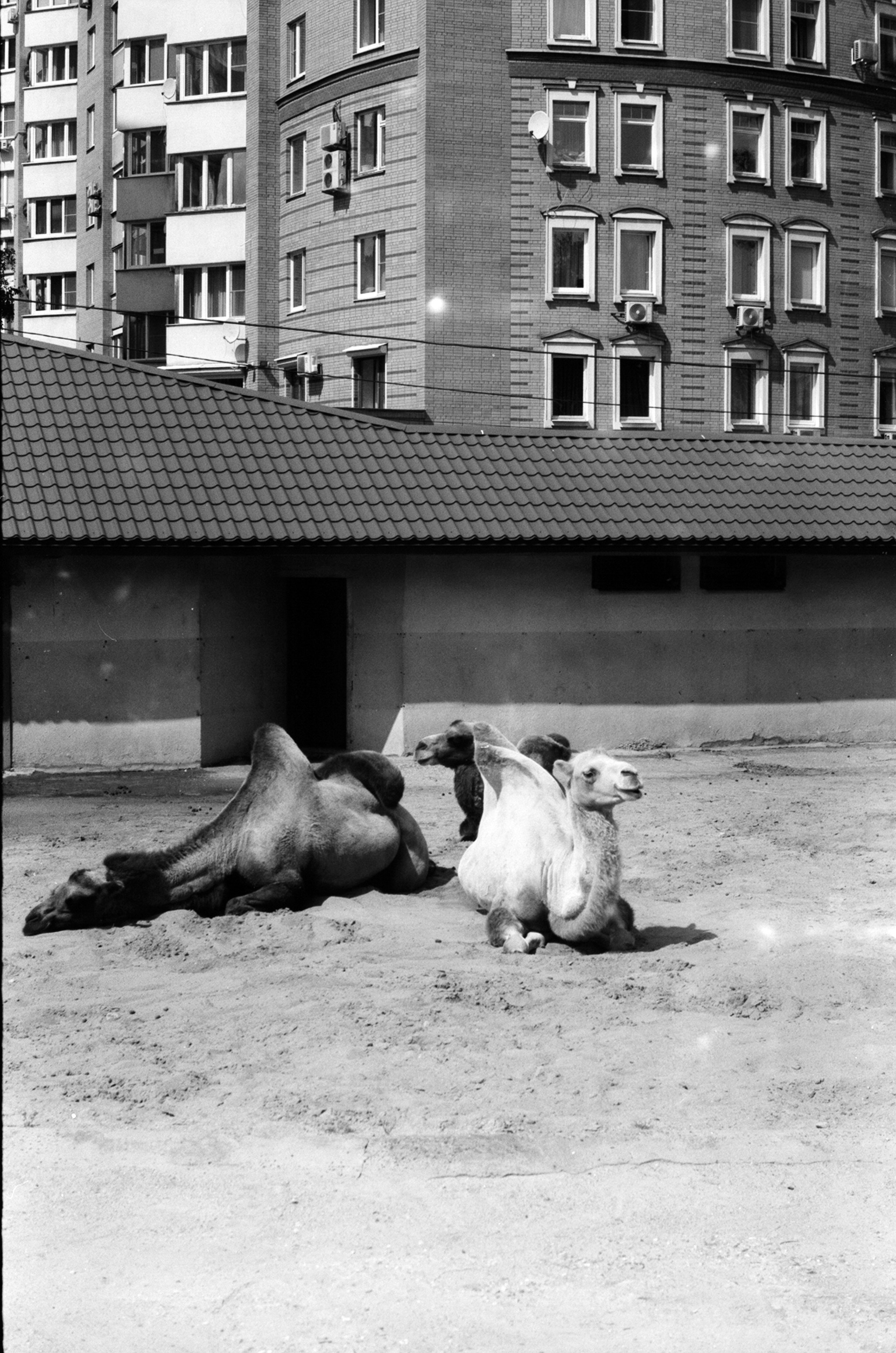 Альбом пленочных ЧБ-фото. Репортажный и семейный фотограф — Шелихов Сергей