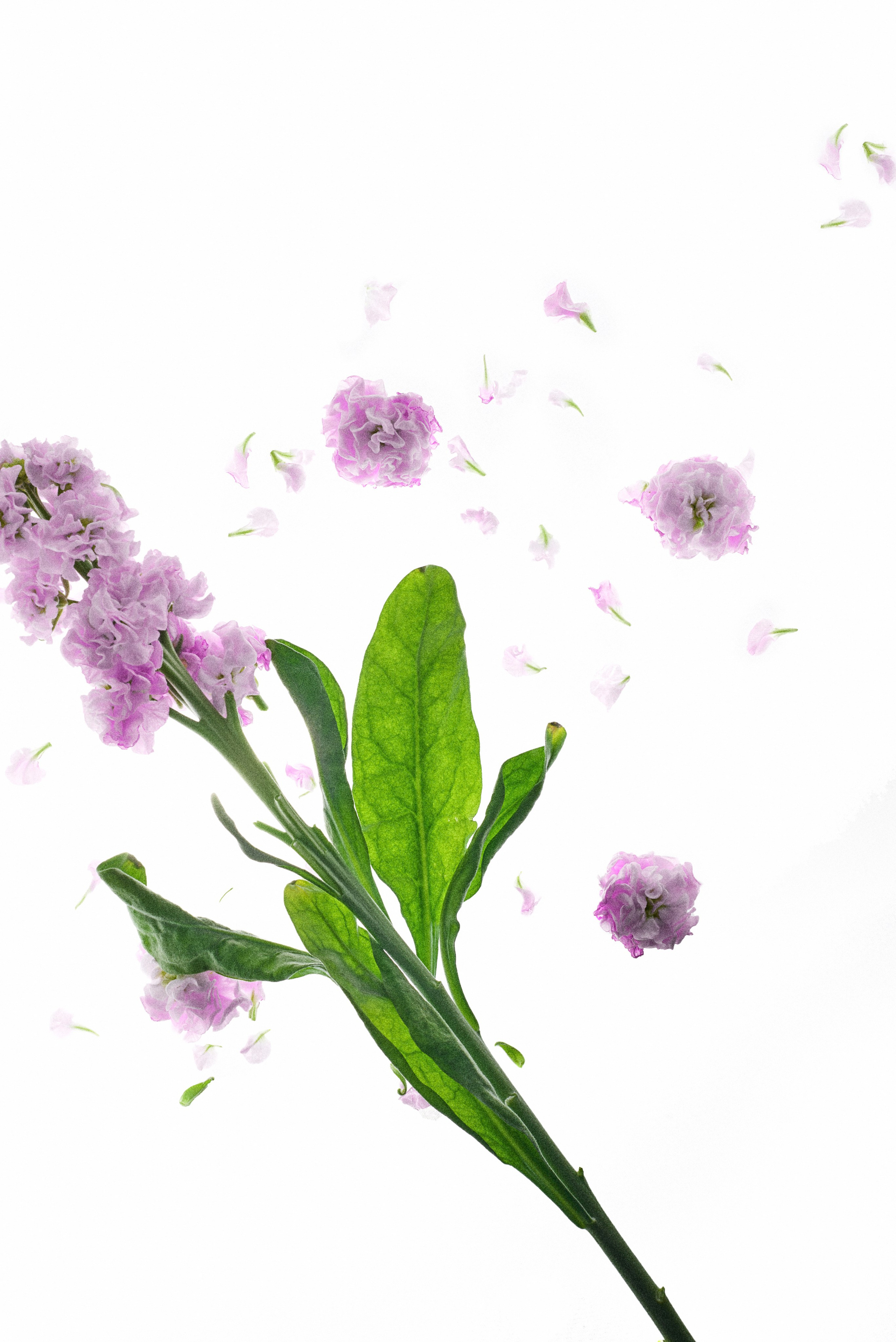 MASW. Фотограф Полина Колонтаева | Новосибирск | Pollinoir