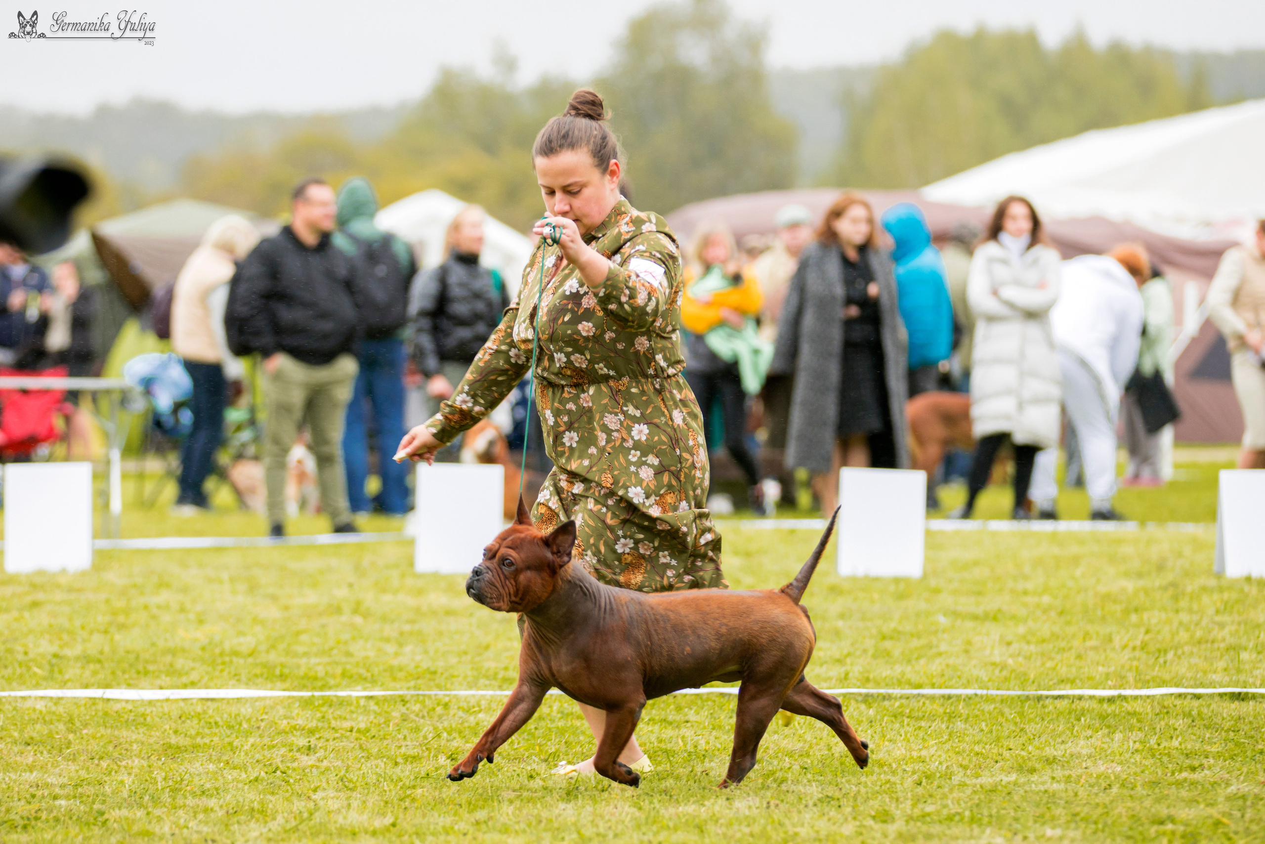 Переславль 9-10.09.2023. Фотограф-анималист Юлия Германика