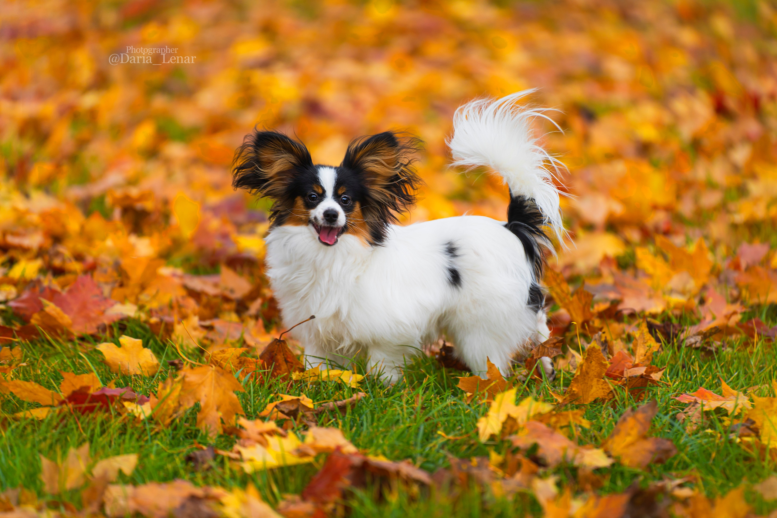 Выставки собак. Фотограф в Москве Ленарская Дарья