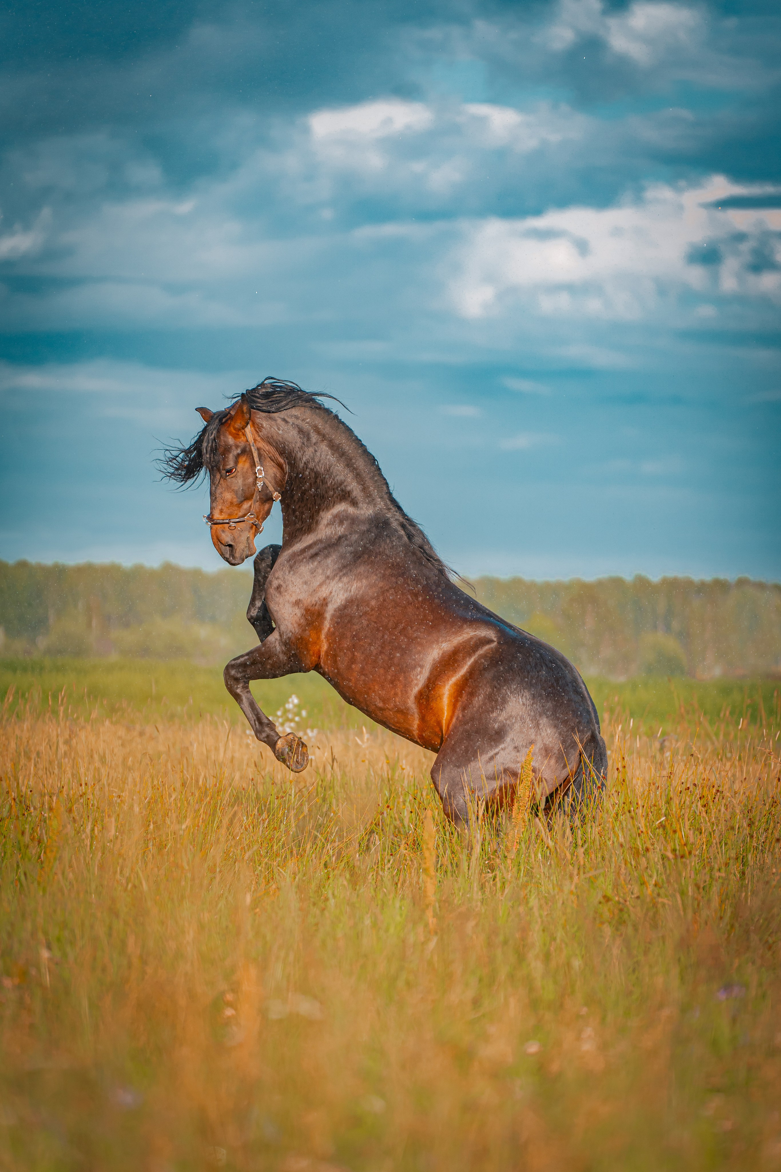 Елизавета и её конь Чеширский кот. Фотограф в Москве Ленарская Дарья