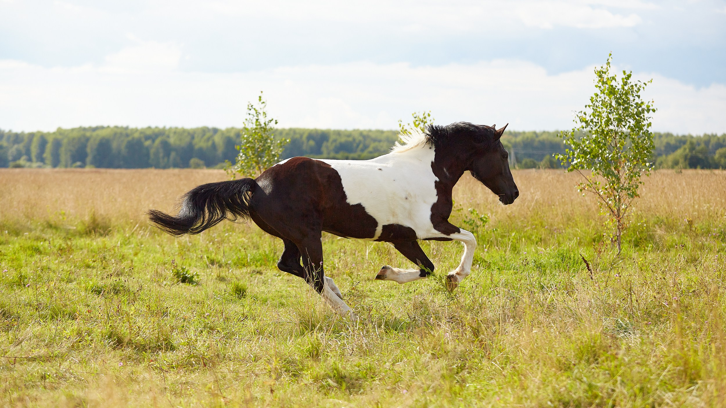 Балет и лошади, фотосессия «ГРАЦИЯ и СИЛА-1» Фотограф Михаил Семенов г. Ярославль (1)