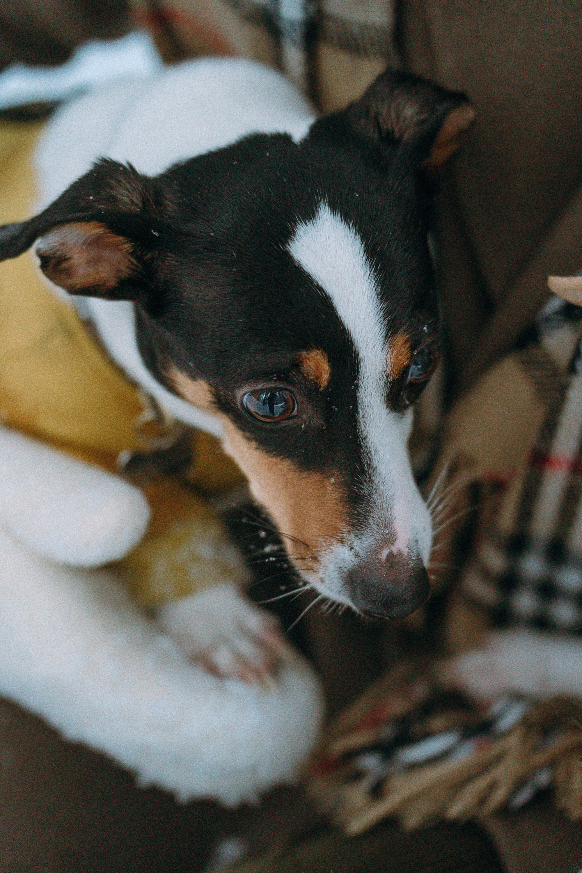 Алина, Ваниль и Элис. Фотограф анималист в Москве и Санкт-Петербурге Свиридова Анна