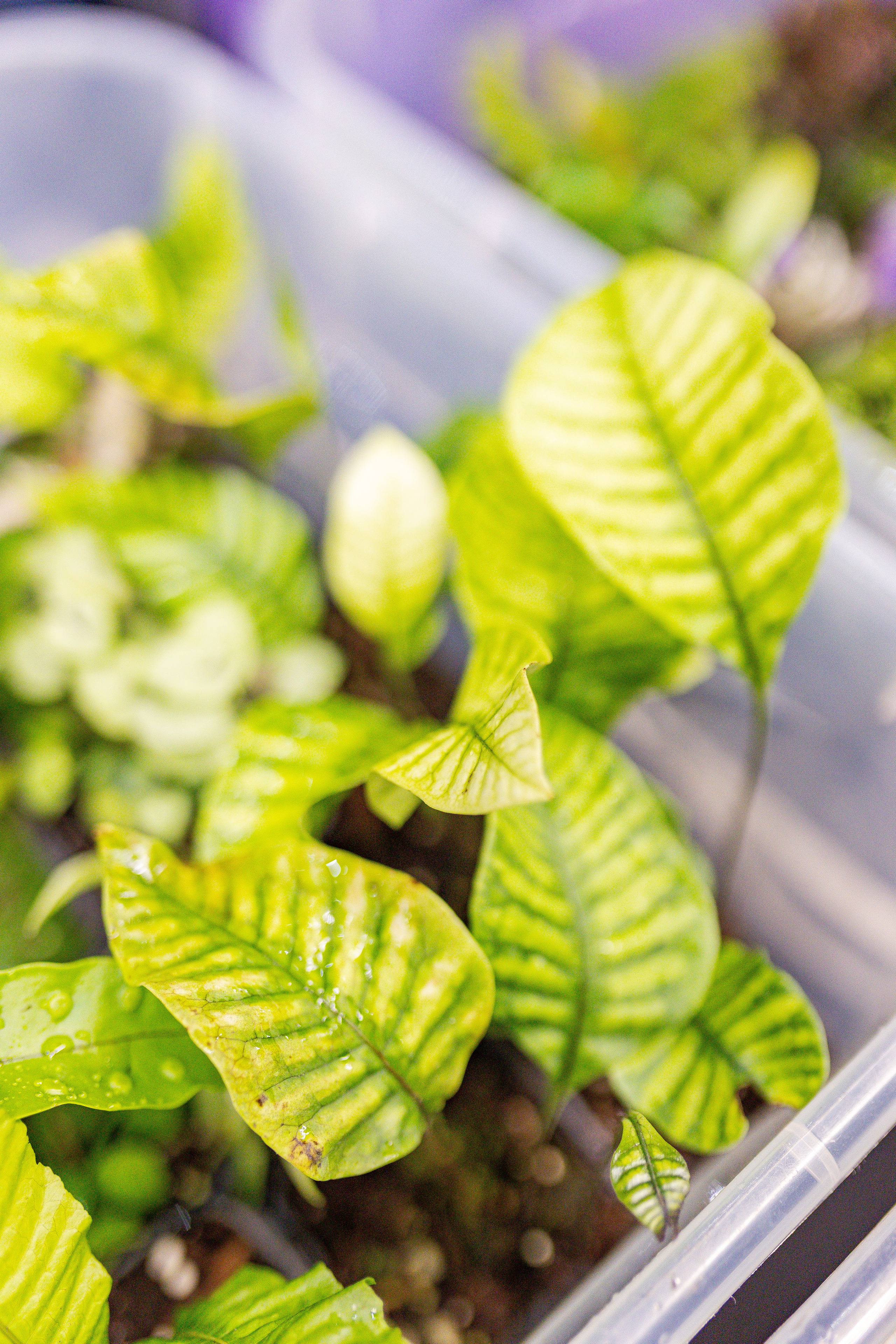 Монстериум апрель 2026. Александра Куликова фотограф, Москва