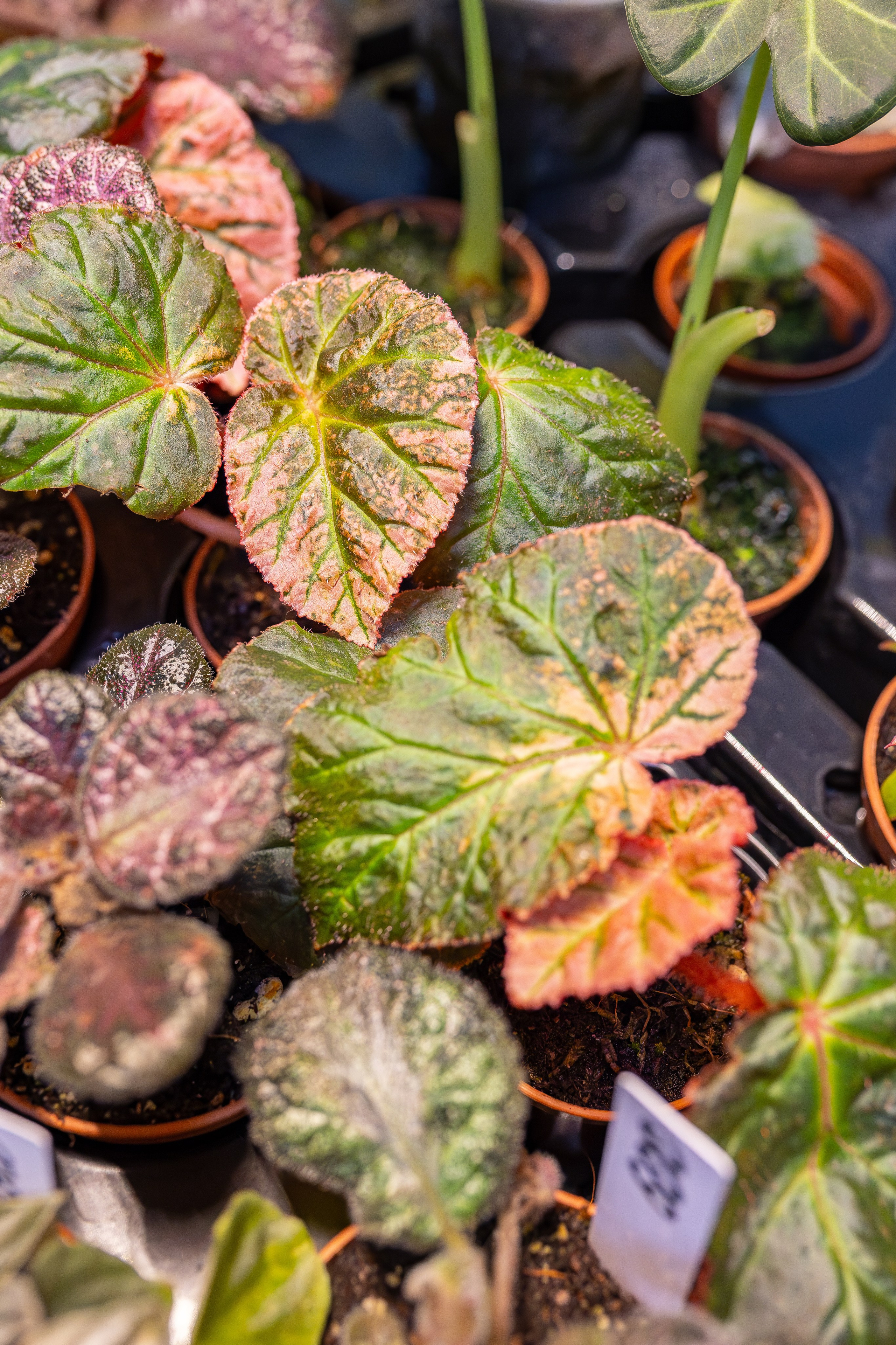 Монстериум апрель 2026. Александра Куликова фотограф, Москва