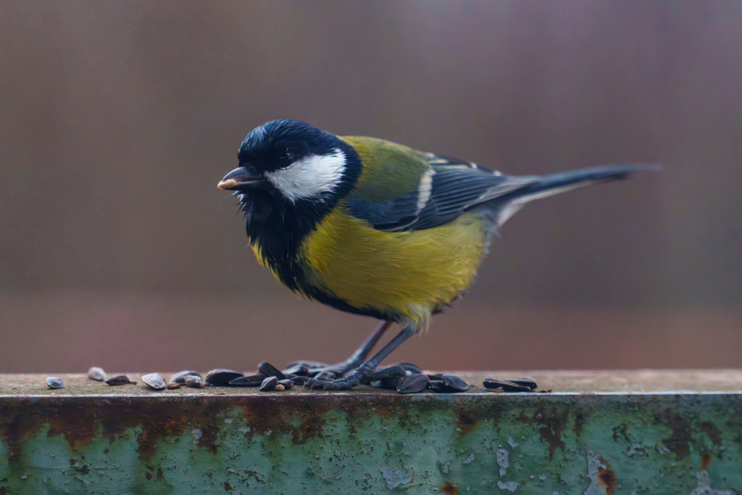 Animals — Животные