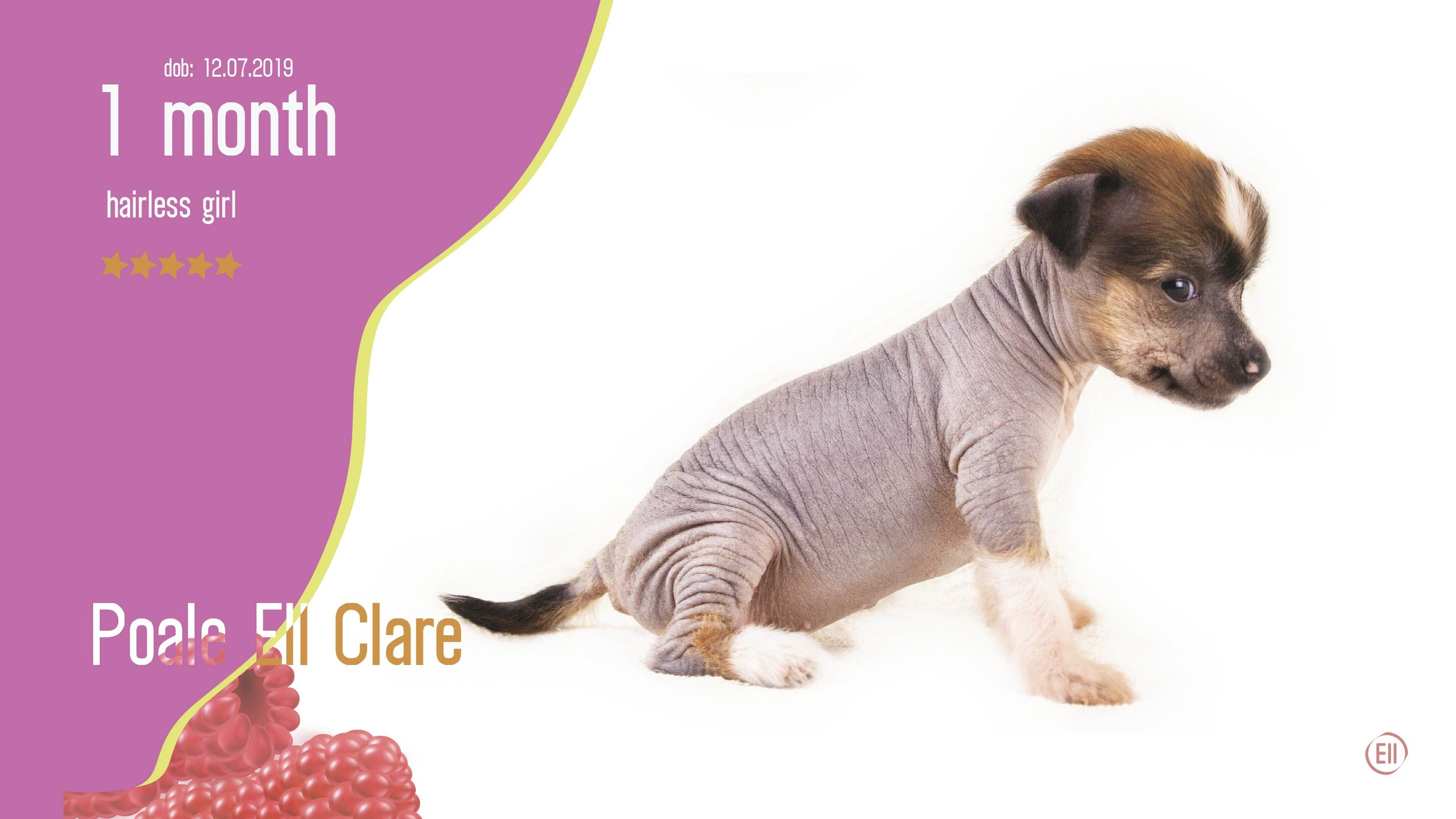 Litter C. Chinese Crested Dog Kennel Poale Ell