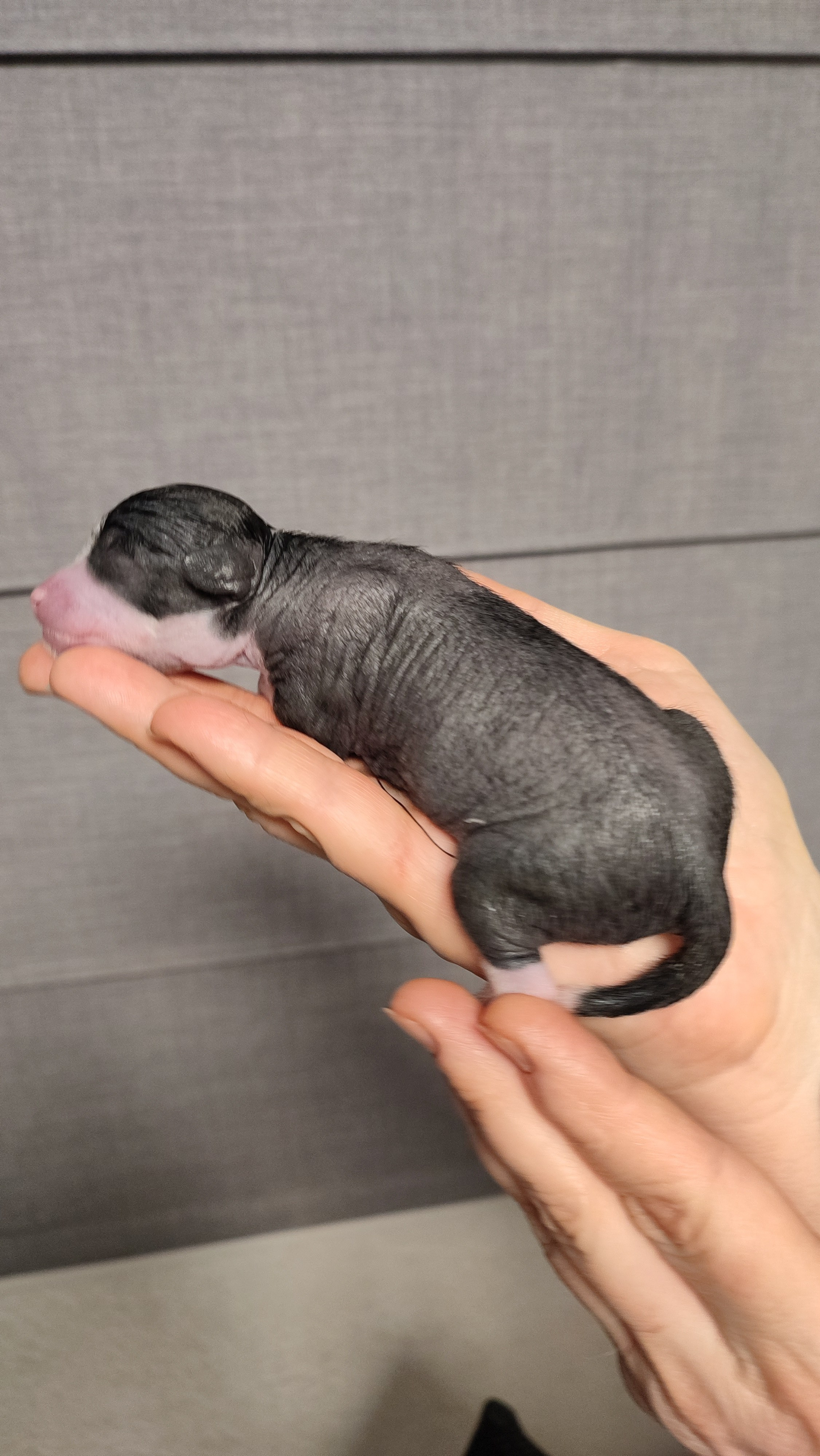 D4 День Рождения