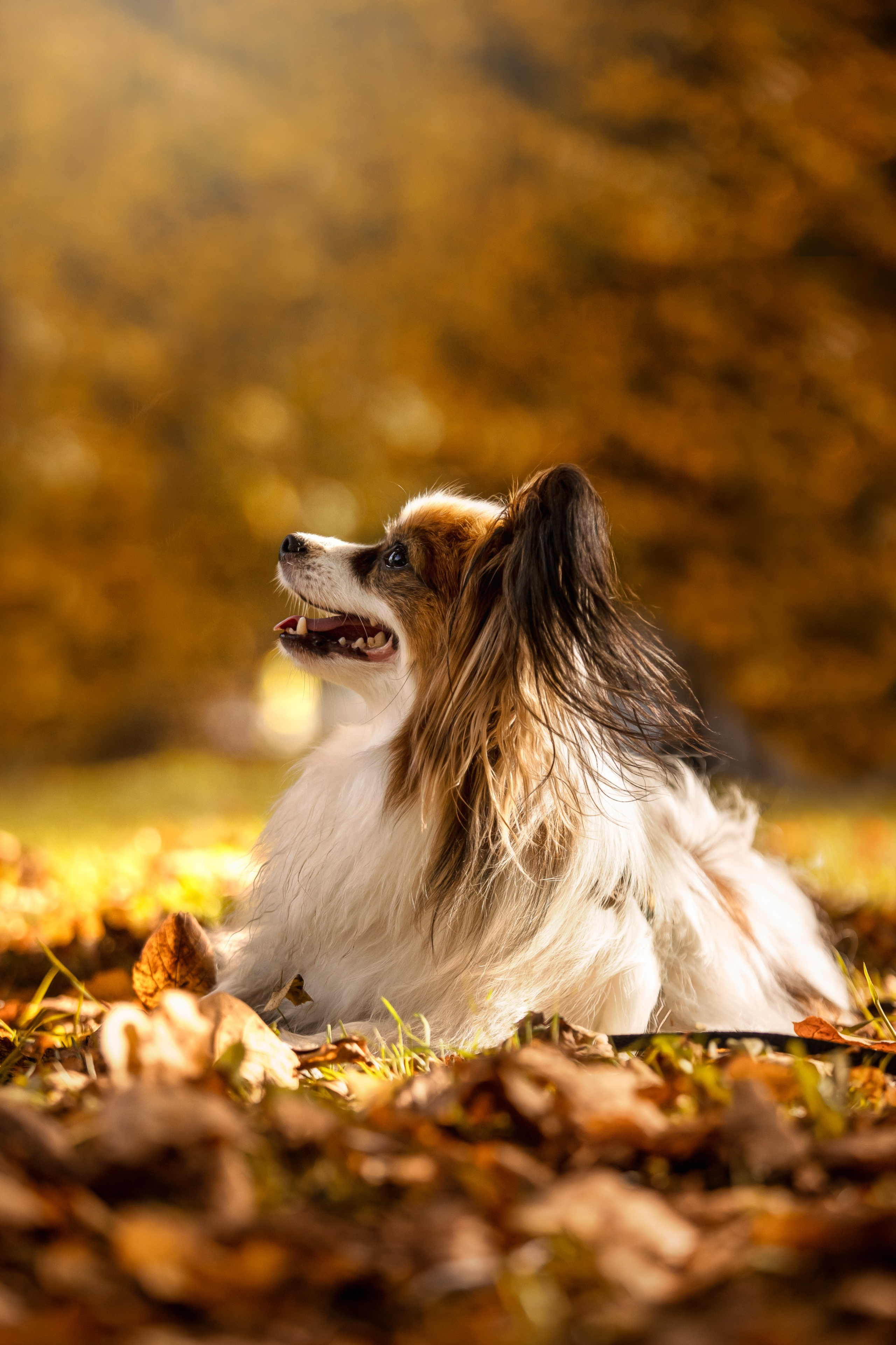 Ваня и его семья. Фотограф — Анималист | Санкт-Петербург