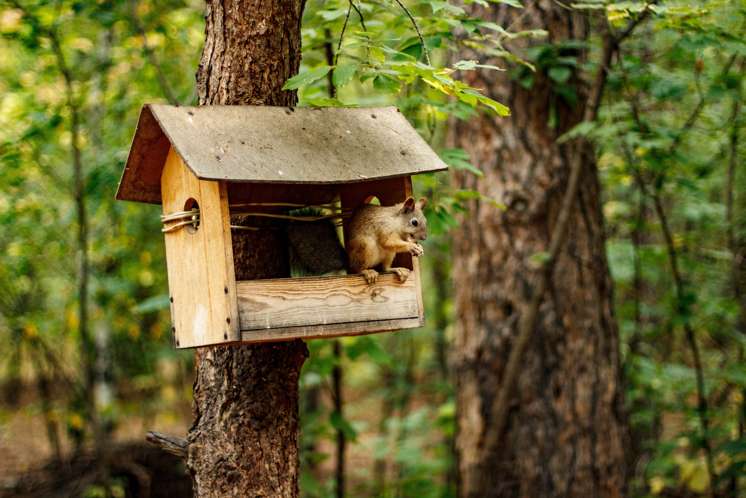 Белки / Squirrels. Фотограф Андрей Гузеев