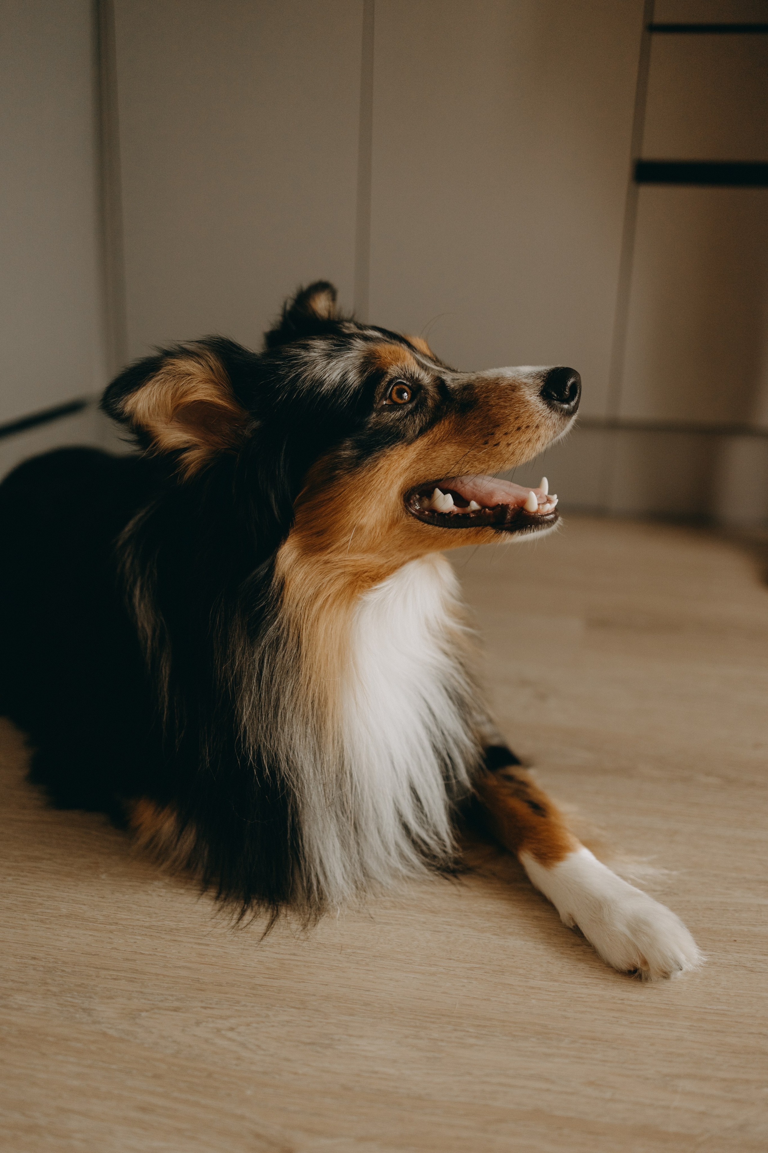 Настя, Никита и их Гром и Мяу. Фотограф — Анималист | Санкт-Петербург