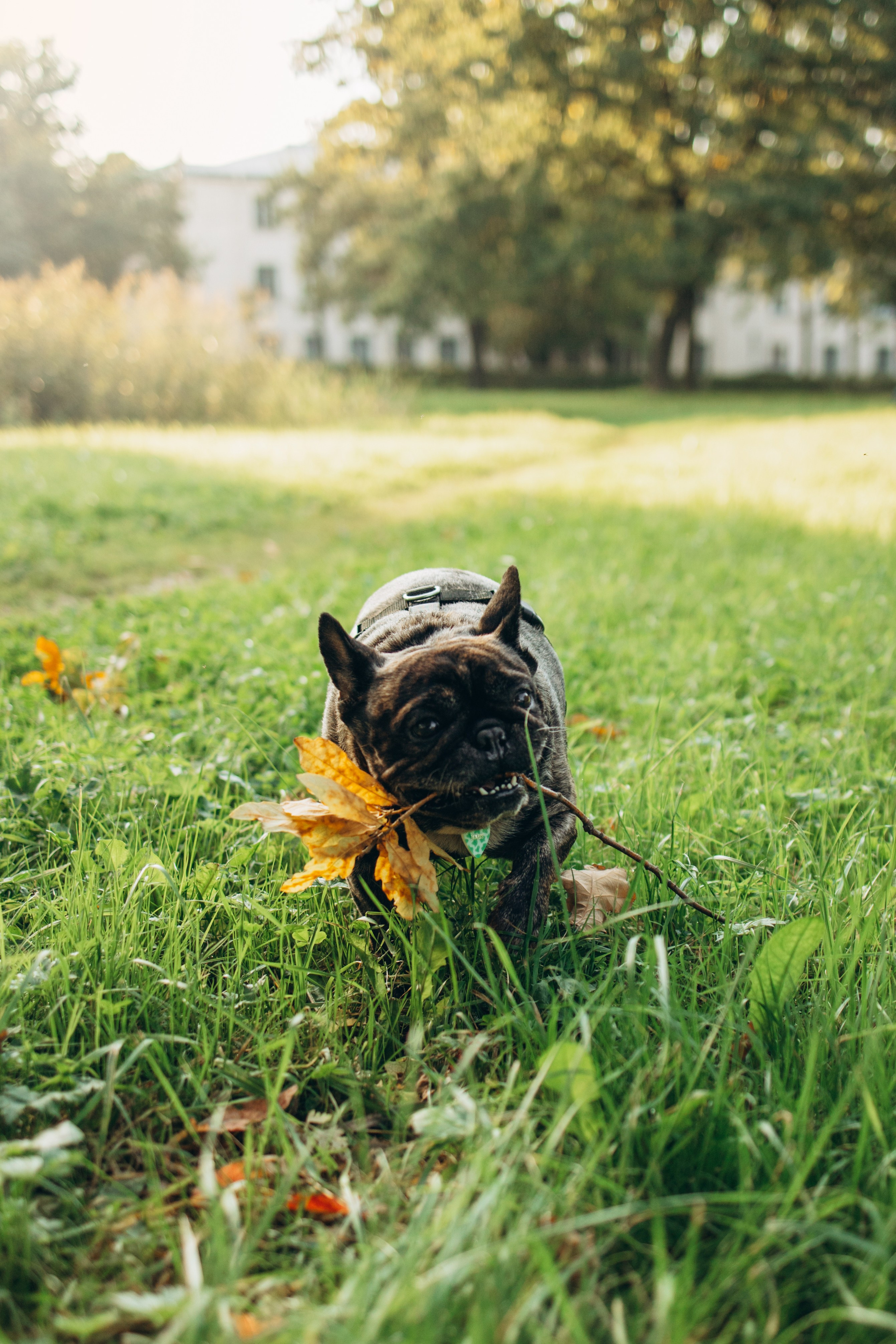 Олеся и Луи. Фотограф — Анималист | Санкт-Петербург