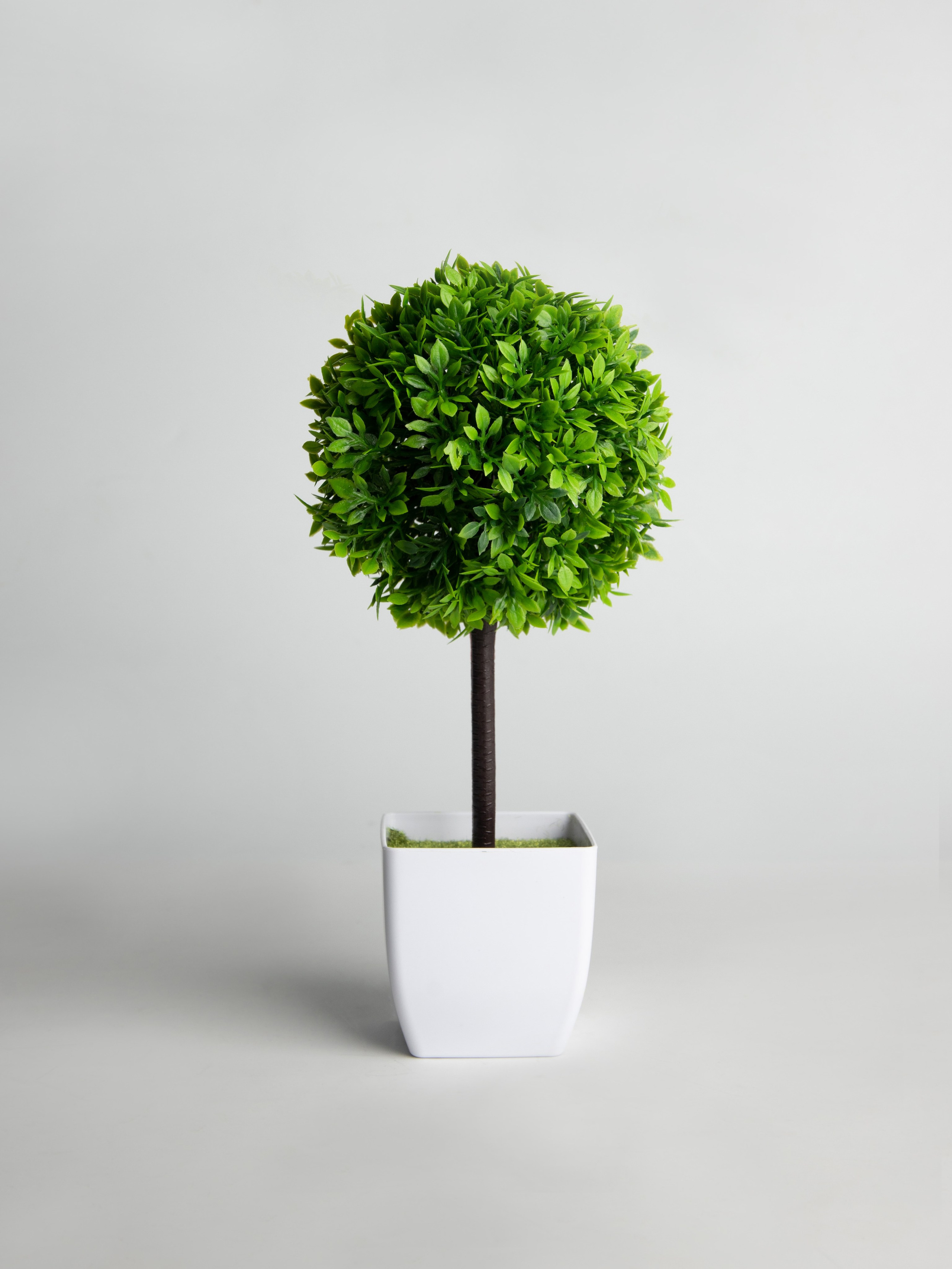 Декоративные деревья. Коммерческий фотограф в Санкт-Петербурге (СПб) Екатерина Панчёха, Панчёшка