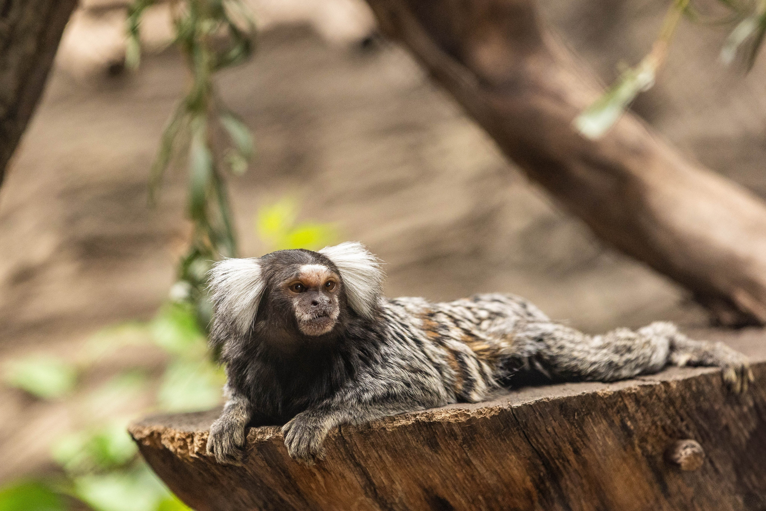 Зоопарк Малинки. Фотограф-АниМалист Анна Абрамова
