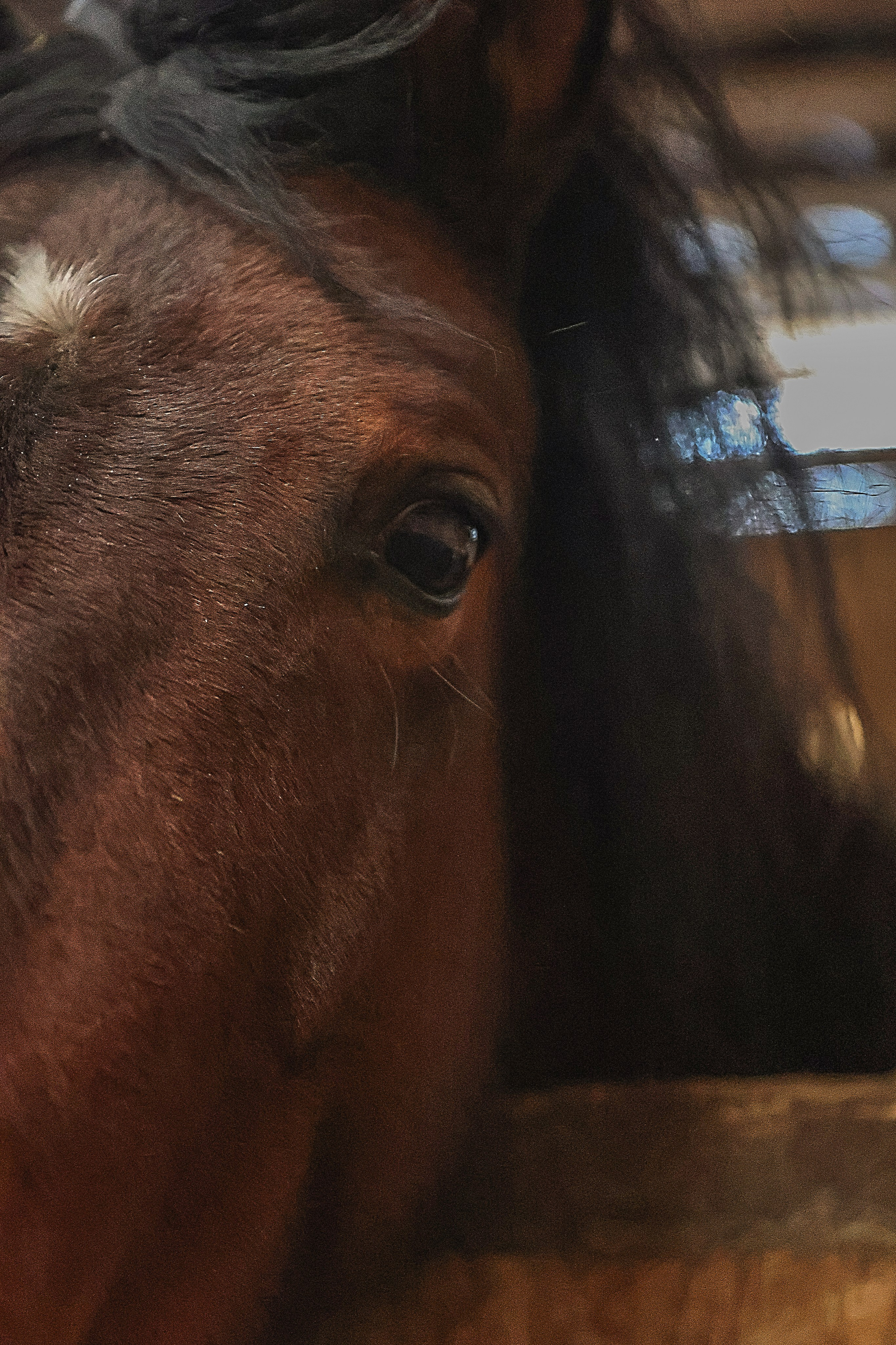 ЛОШАДИ. Фотограф-АниМалист Анна Абрамова