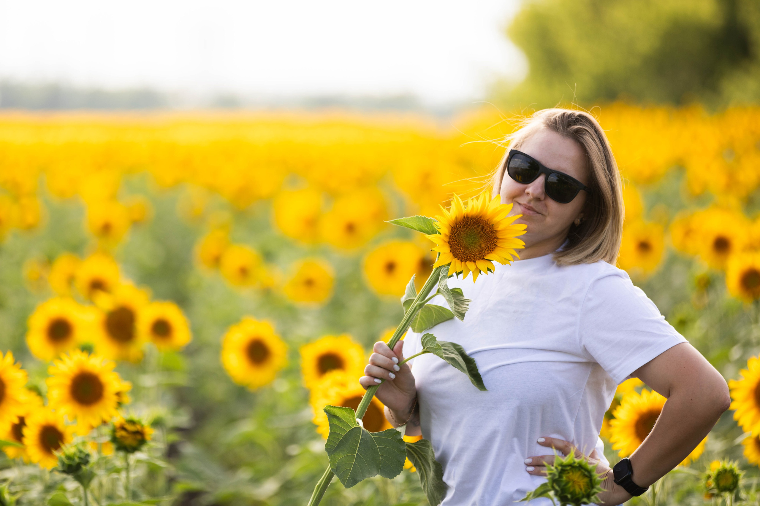 ПОДСОЛНУХИ. Фотограф-АниМалист Анна Абрамова