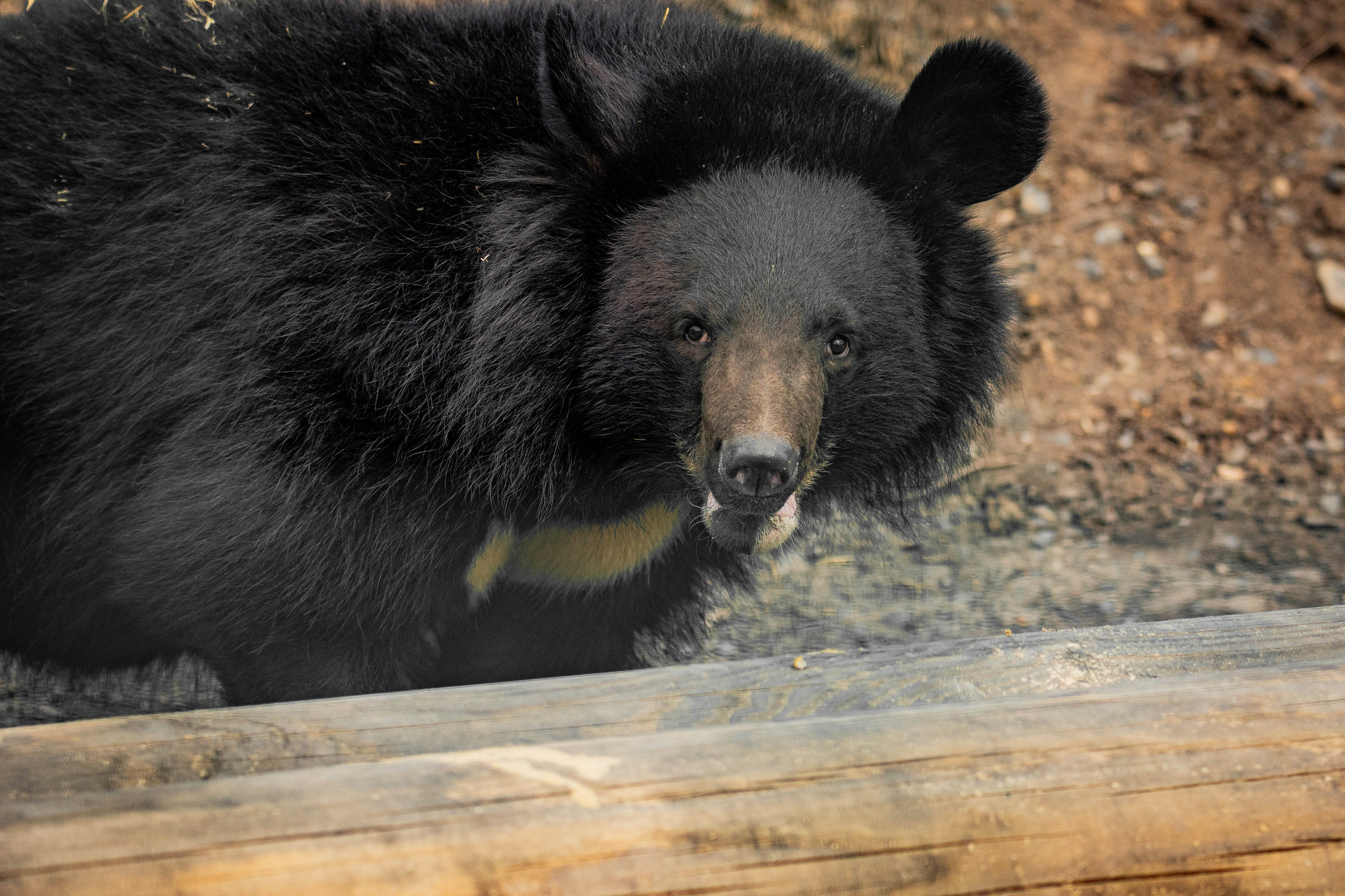 Парк Малинки 2026. Фотограф-АниМалист Анна Абрамова
