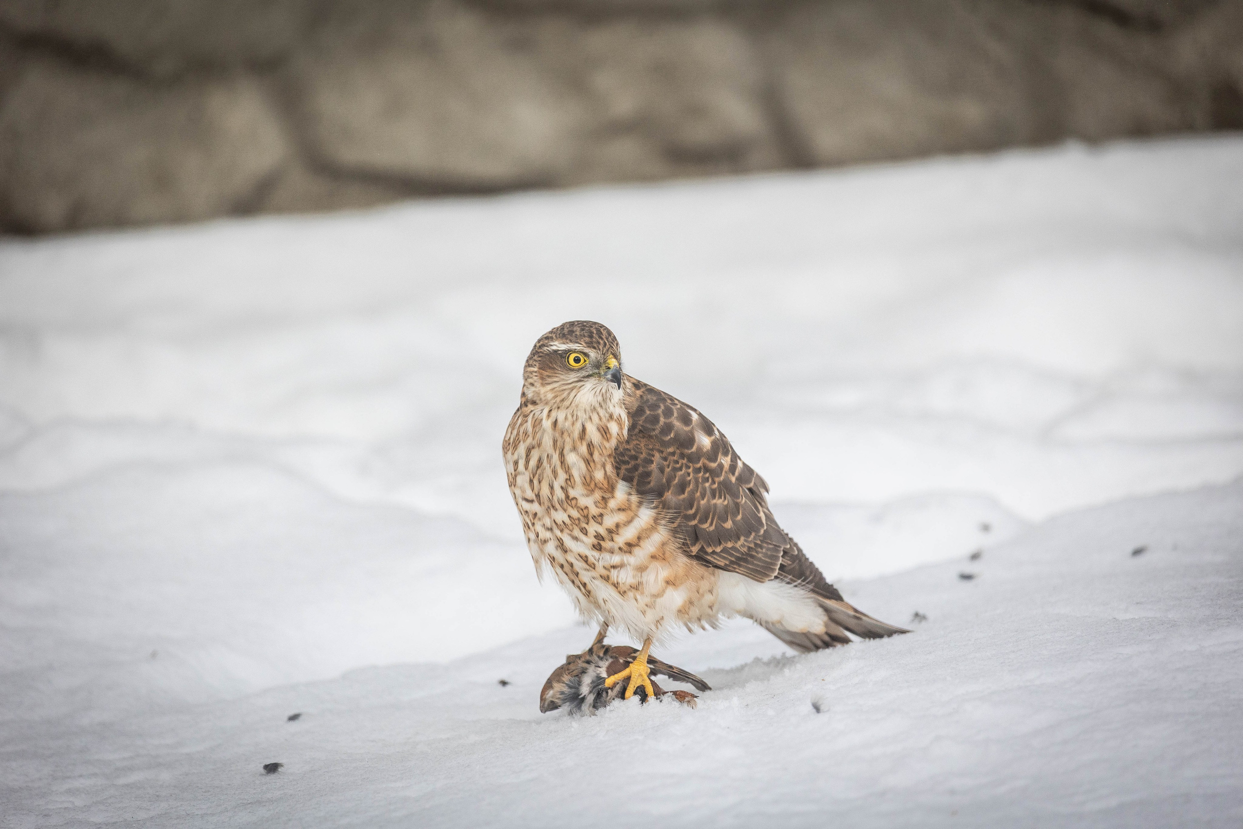 Дикий животный мир. Фотограф-АниМалист Анна Абрамова