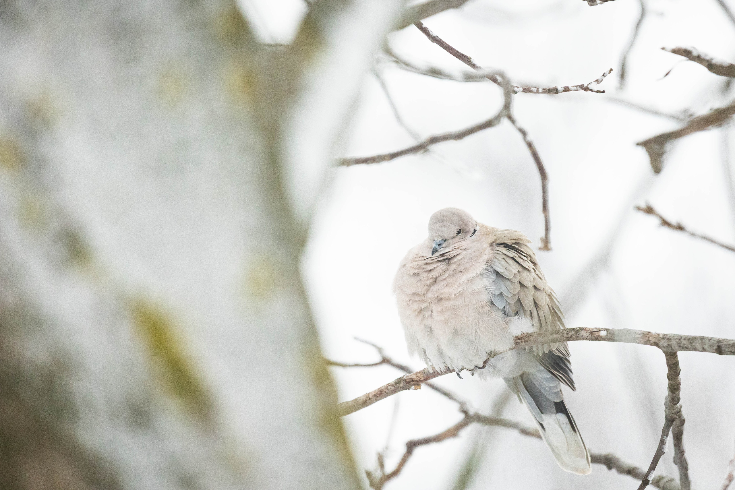 Дикий животный мир. Фотограф-АниМалист Анна Абрамова
