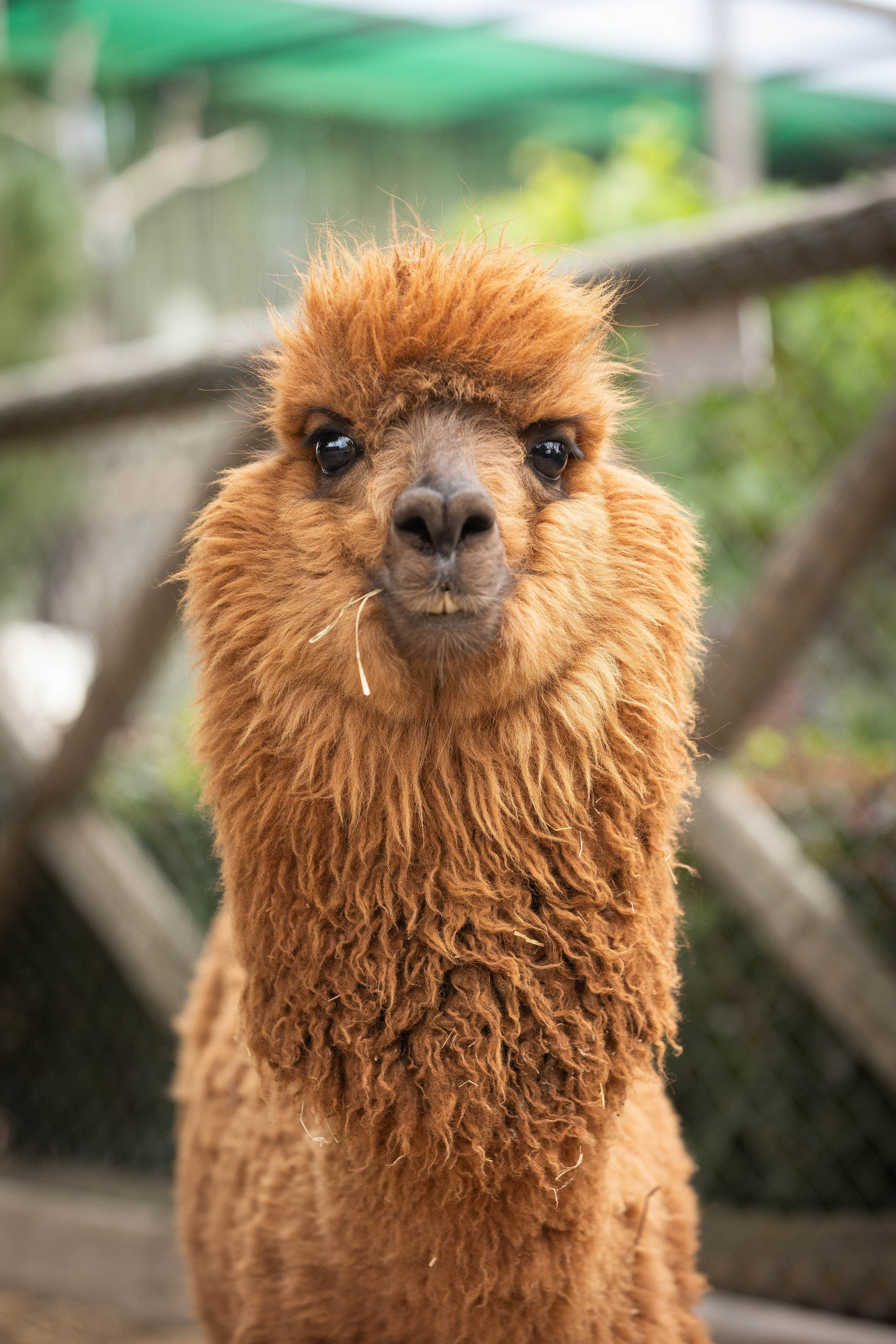 Зоопарк Малинки. Фотограф-АниМалист Анна Абрамова