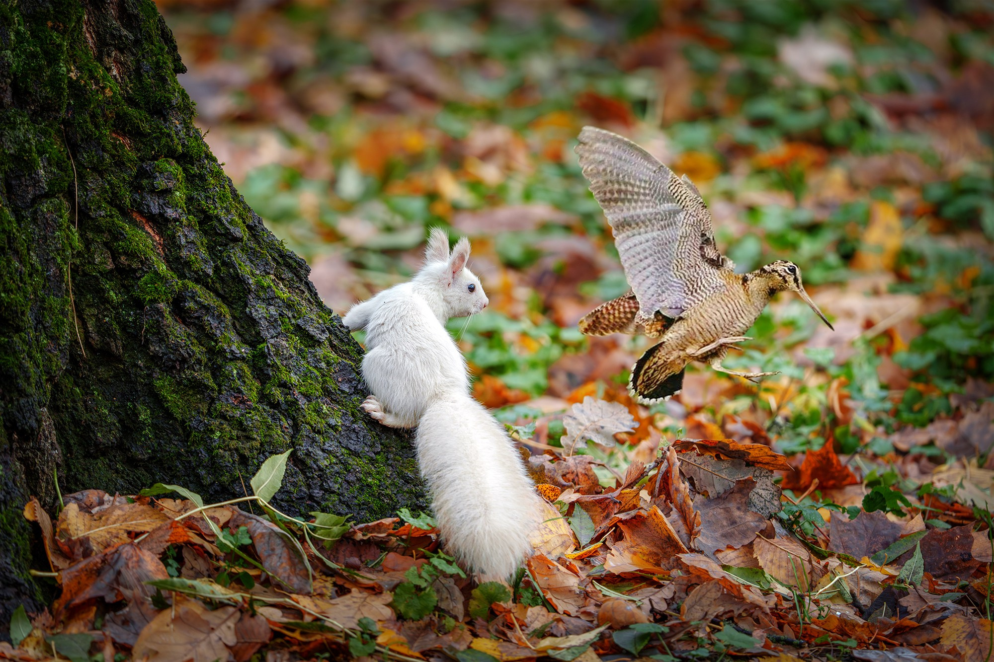 Животные. Ваш личный фотограф Марина Волкова