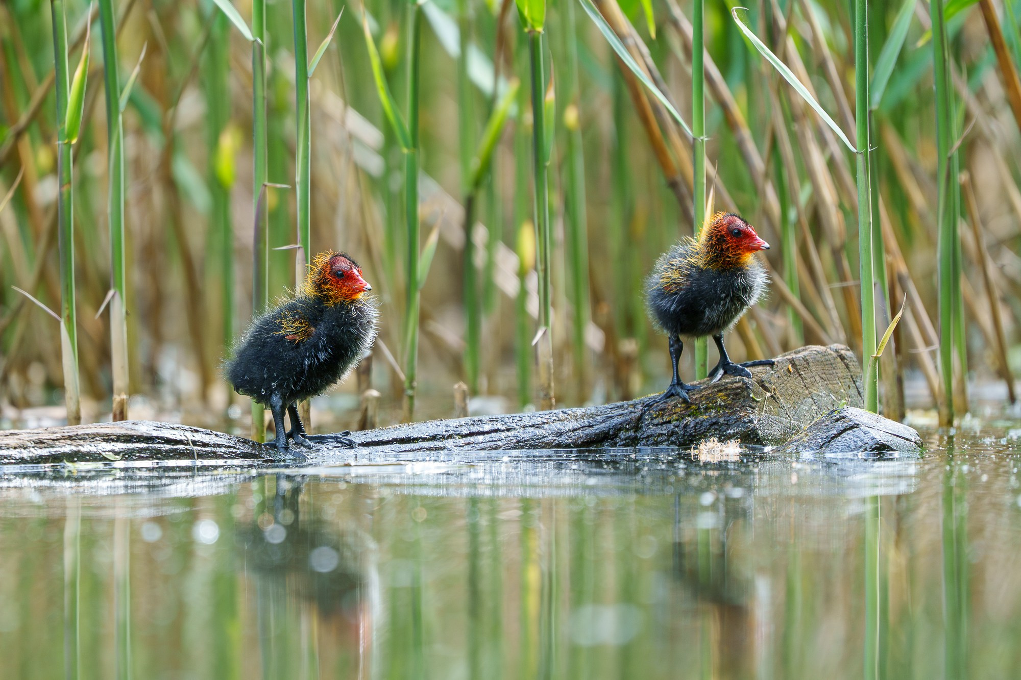 Удивительные мир птиц. Вокруг нас столько прекрасного — присмотритесь!. Ваш личный фотограф Марина Волкова
