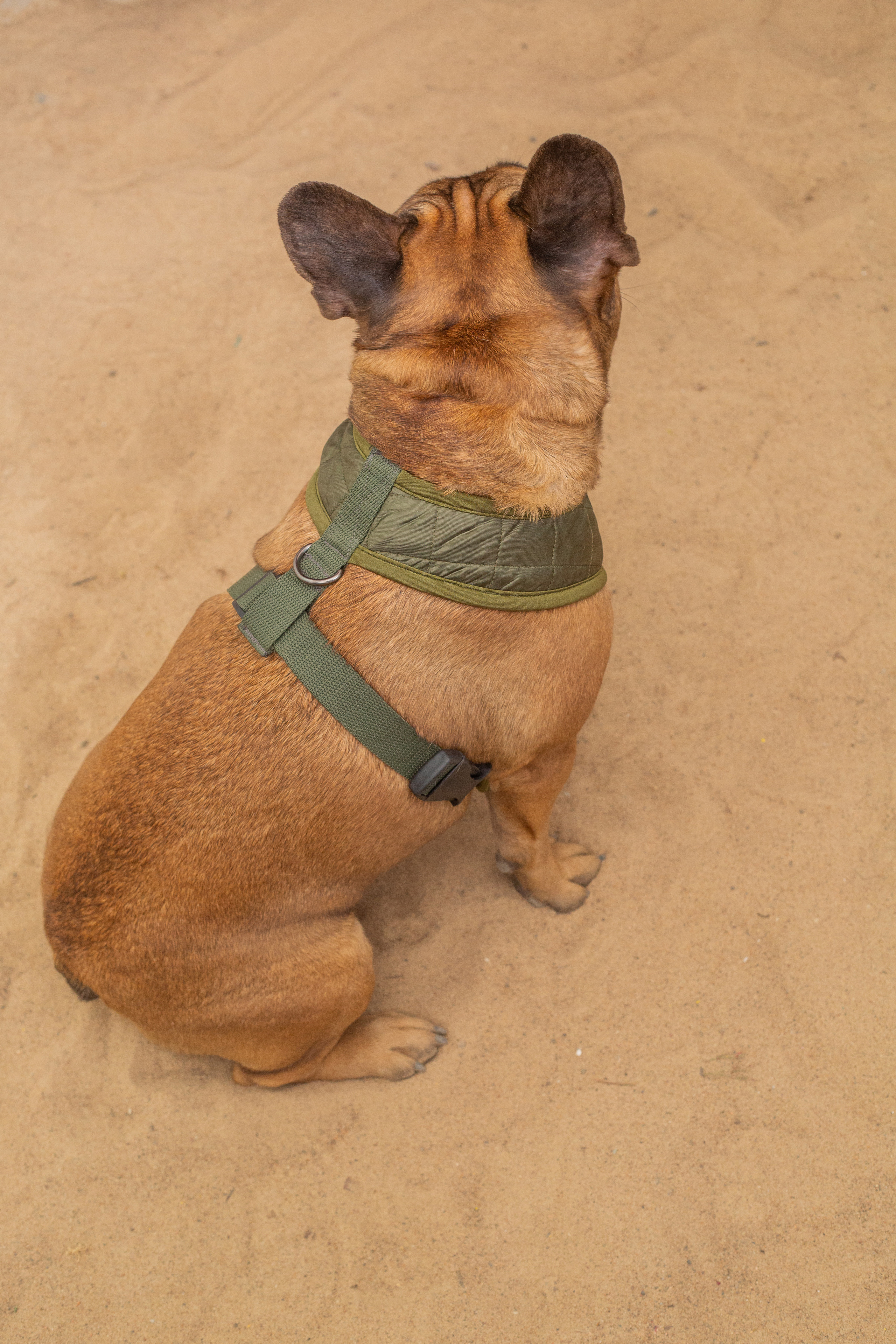 DOGITAIL. Контент–фотограф | Леся Лесная