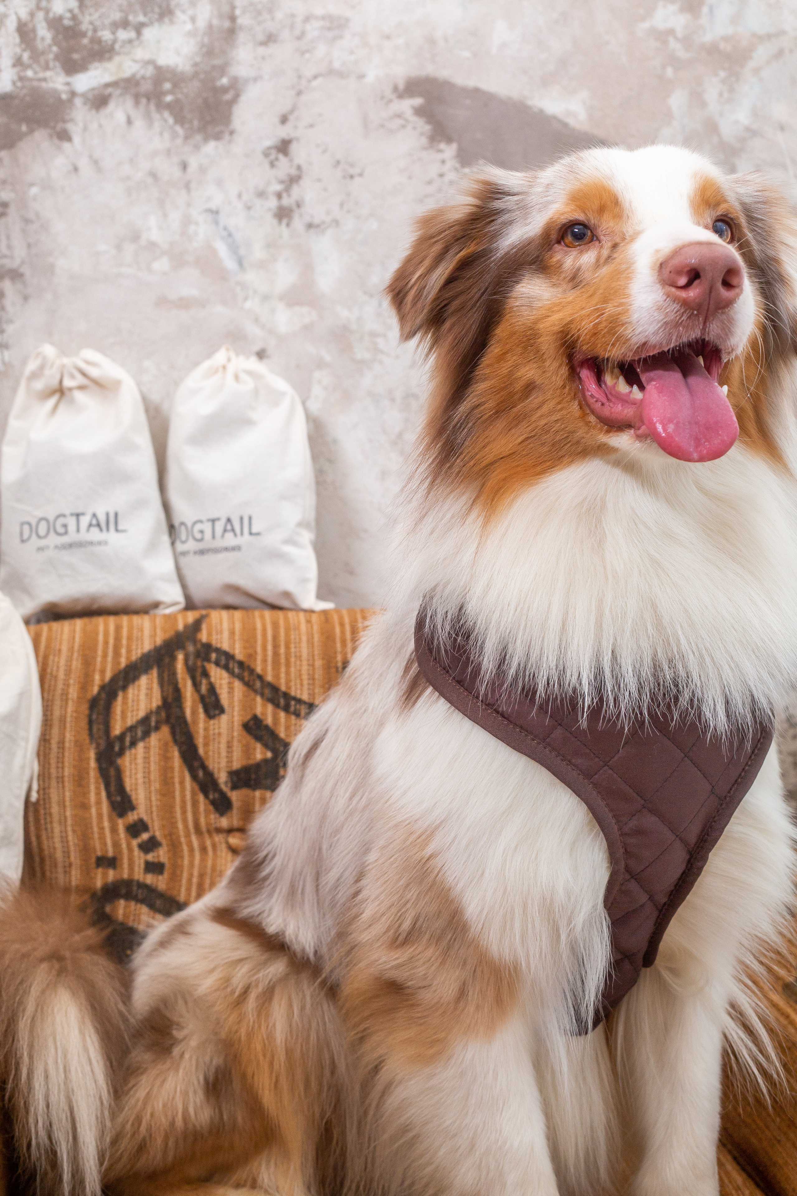 DOGITAIL. Контент–фотограф | Леся Лесная