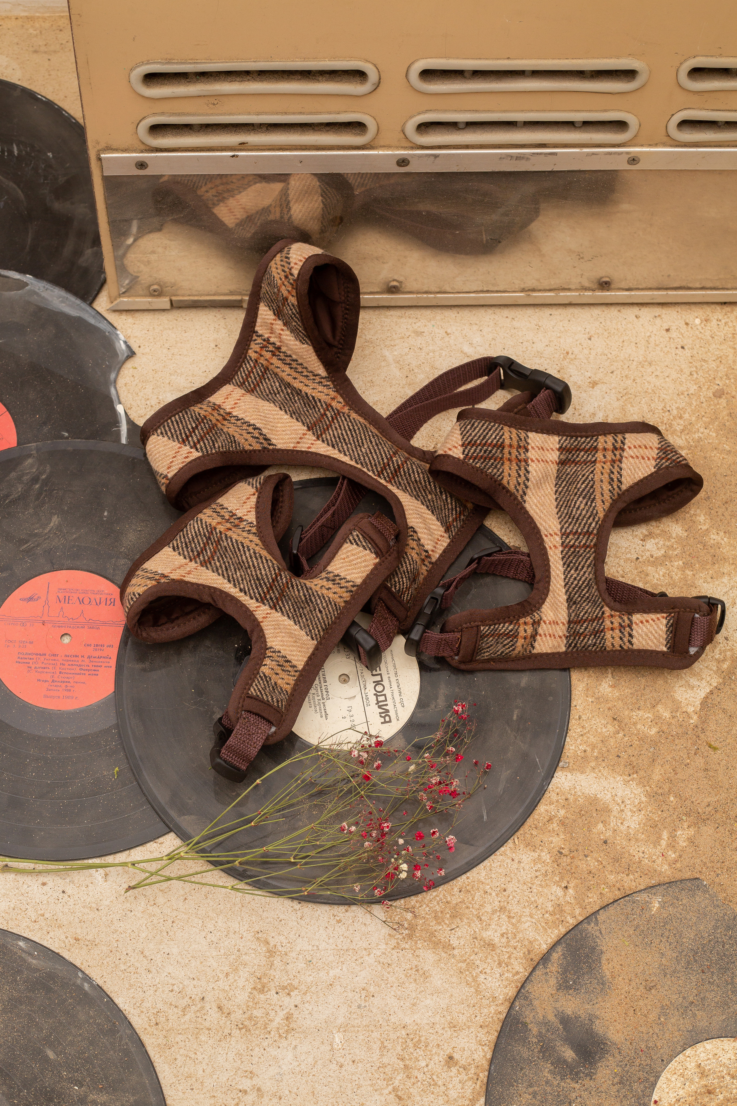 DOGITAIL. Контент–фотограф | Леся Лесная