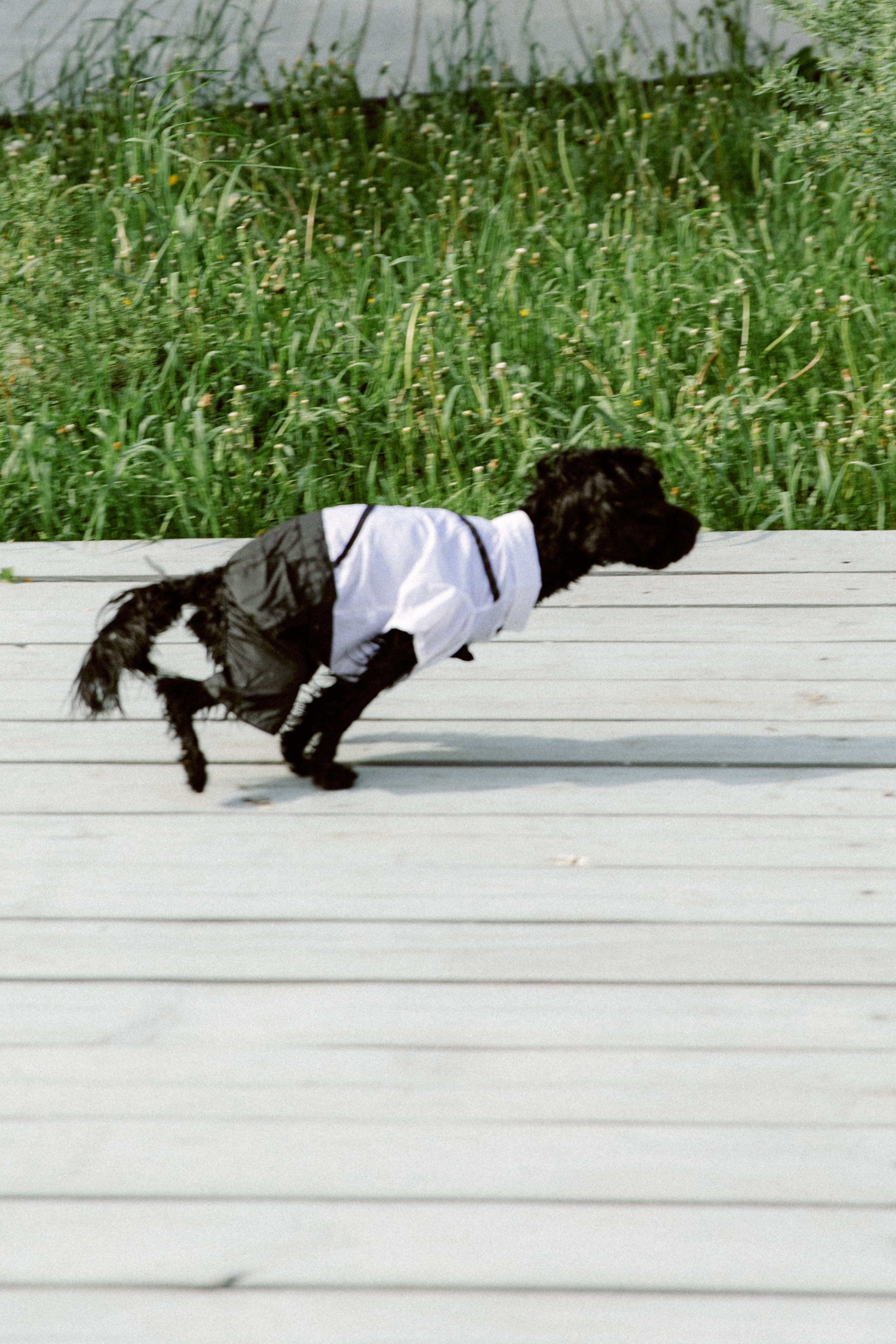 Dog Friendly. Свадебный и репортажный фотограф