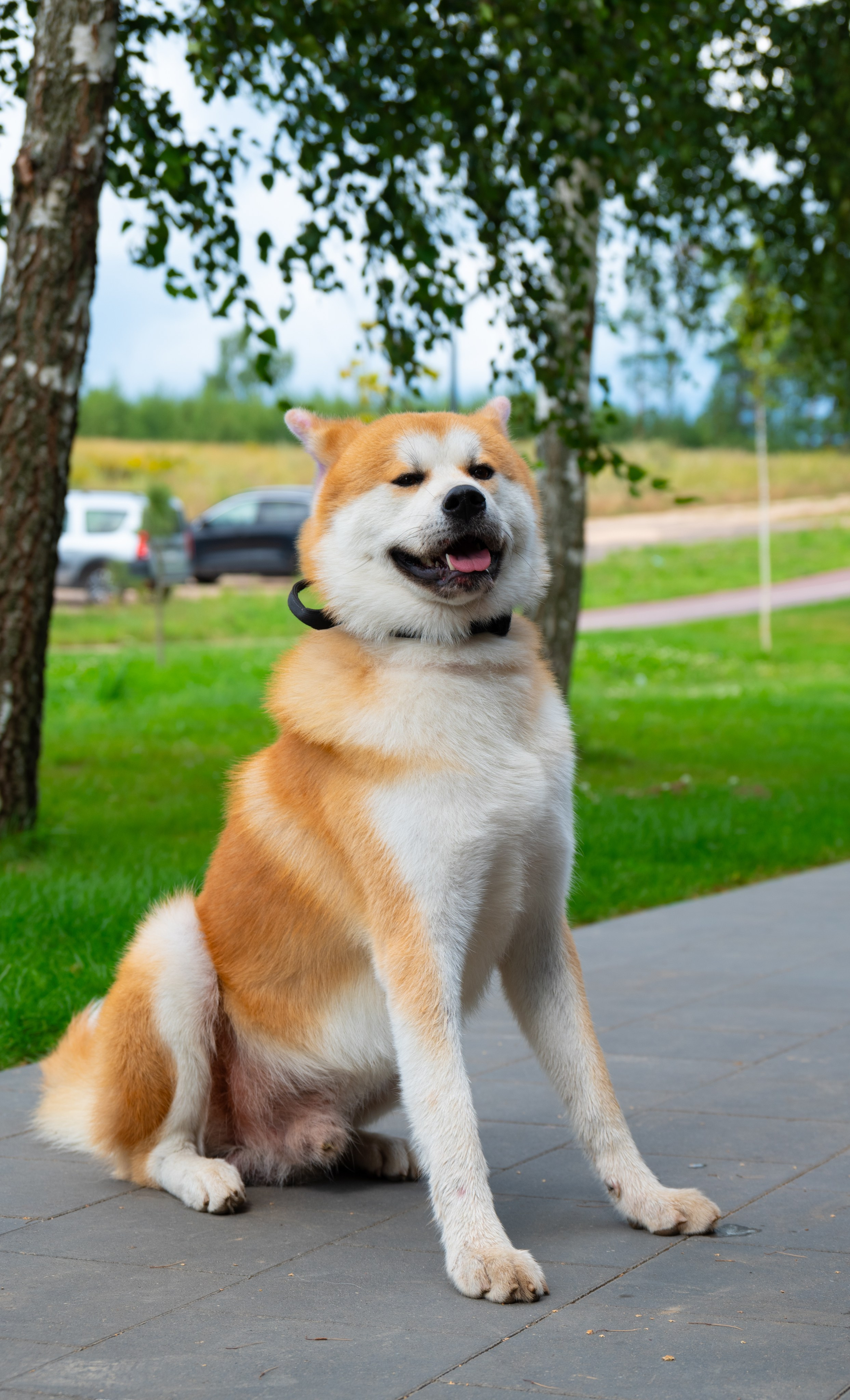 Pets Fest. Юлия Чайко, фотограф в Минске
