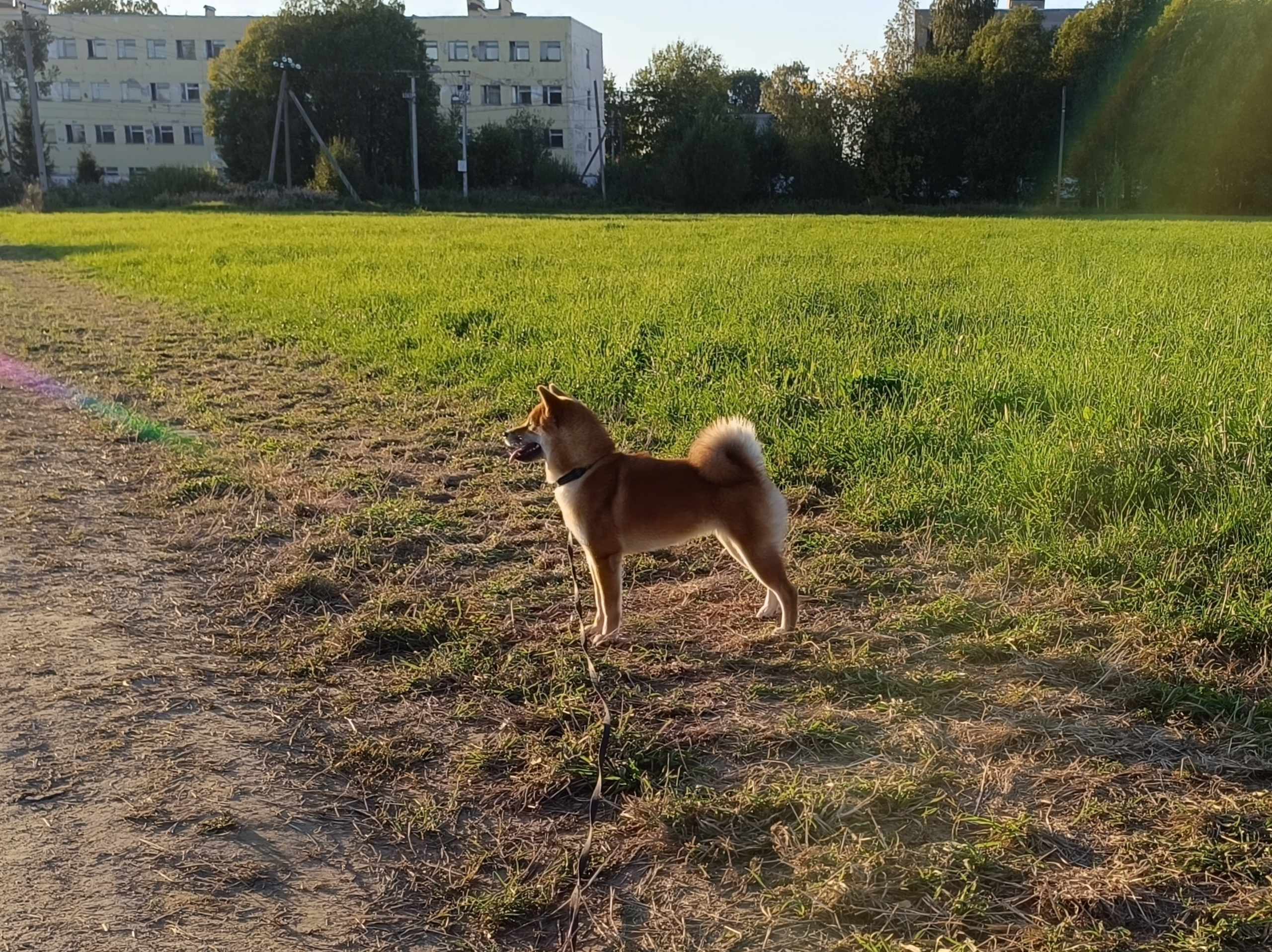 Сиба Rubylight Ellis питомник Рубилайт