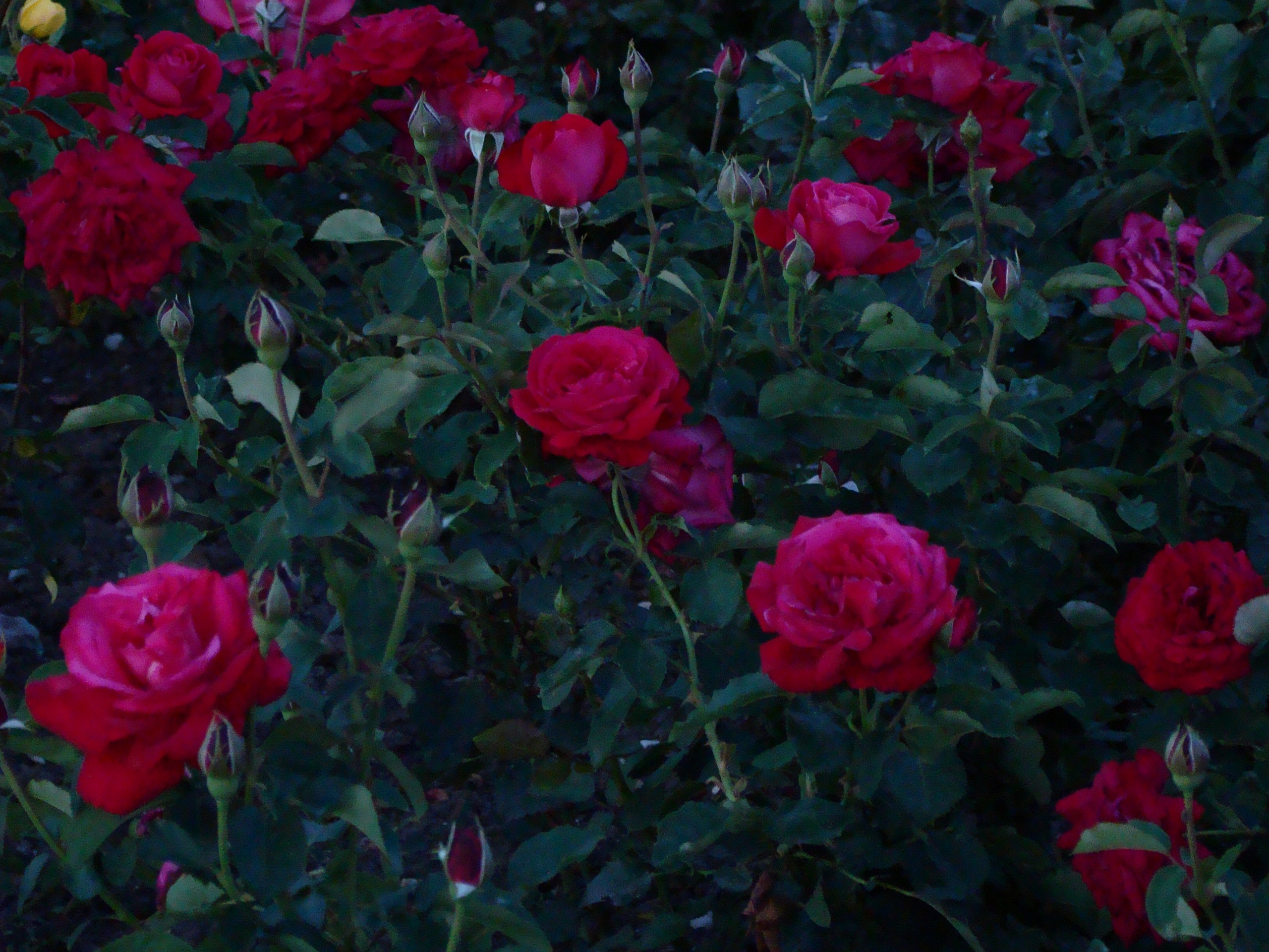 Кабардинка (фото Зевиных) 25.06-24.07.2008. Семейный, Свадебный фотограф СПБ Питер— Романова Екатерина