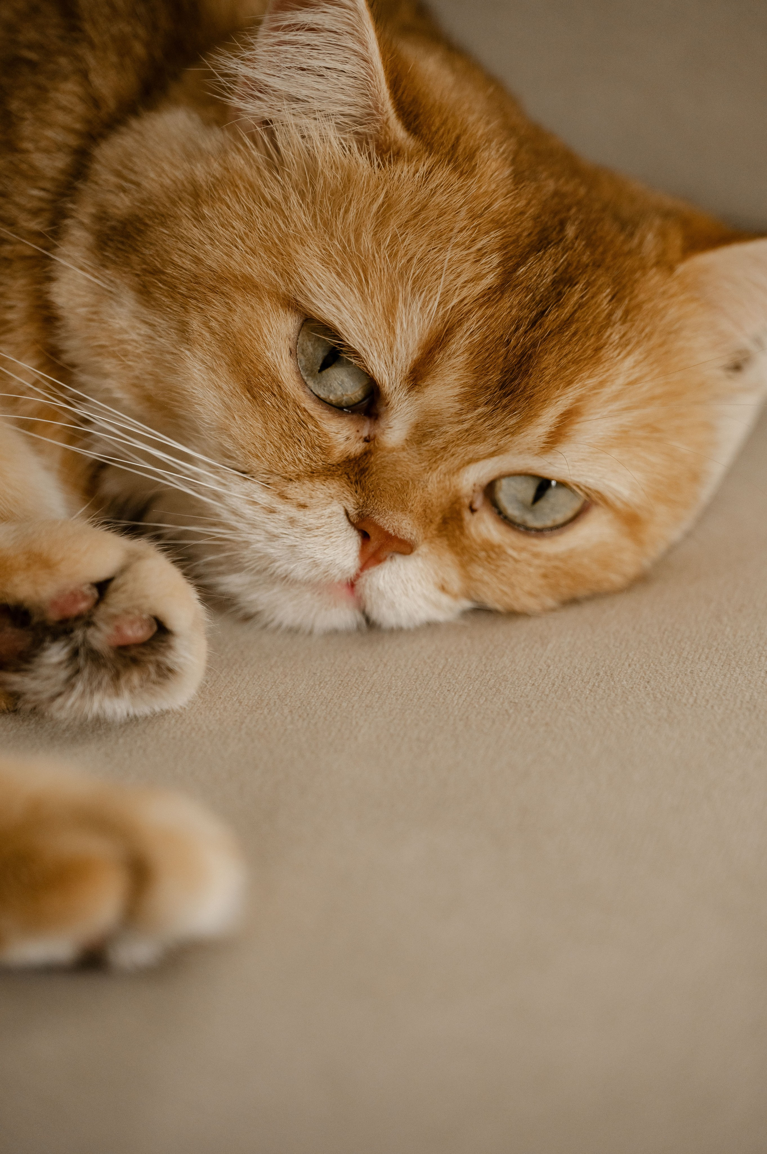 Домашняя семейная съемка. Фотограф беременности и семьи, домашние съемки, Ньюборн