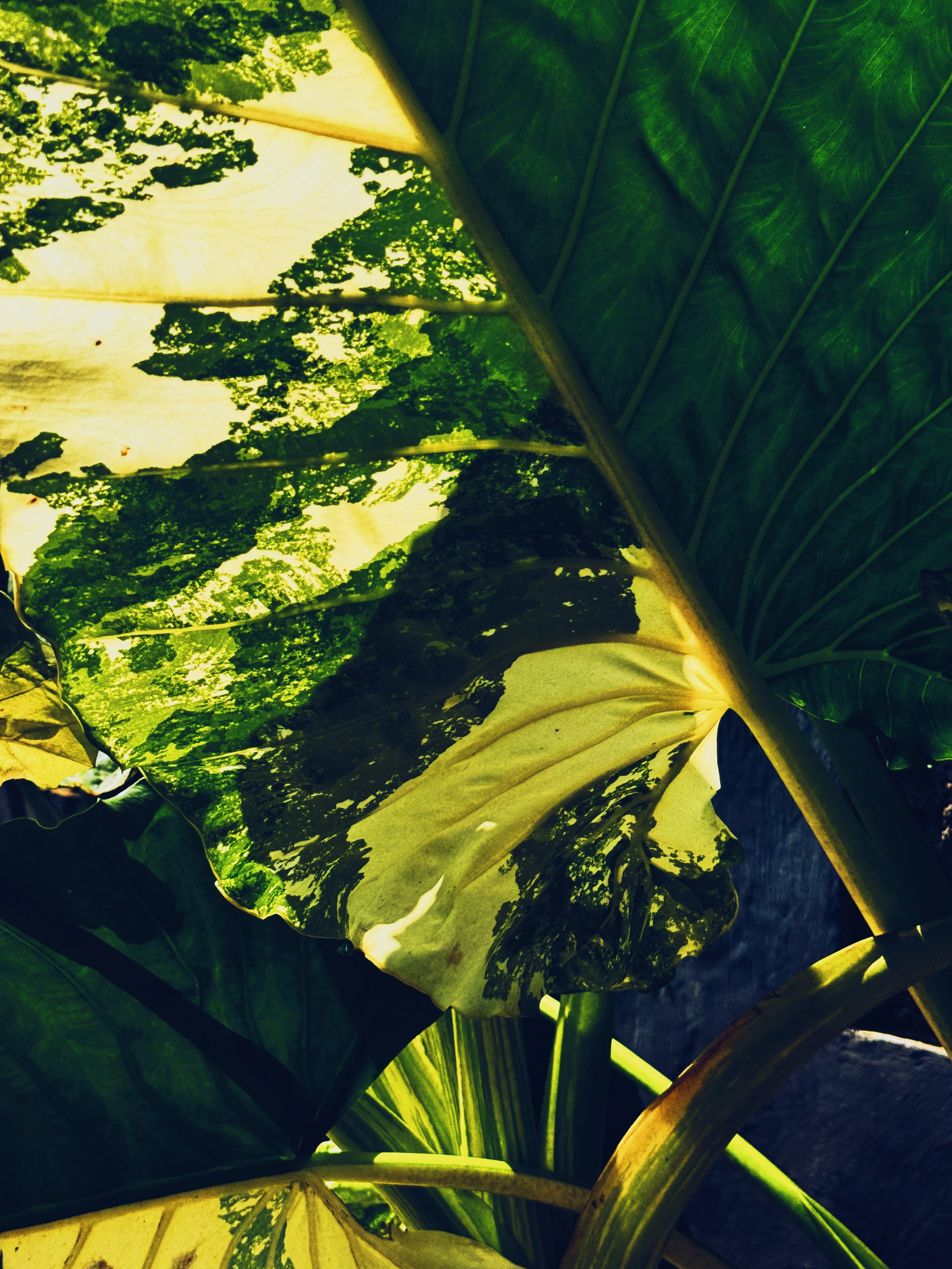 Elements. Carolinetru